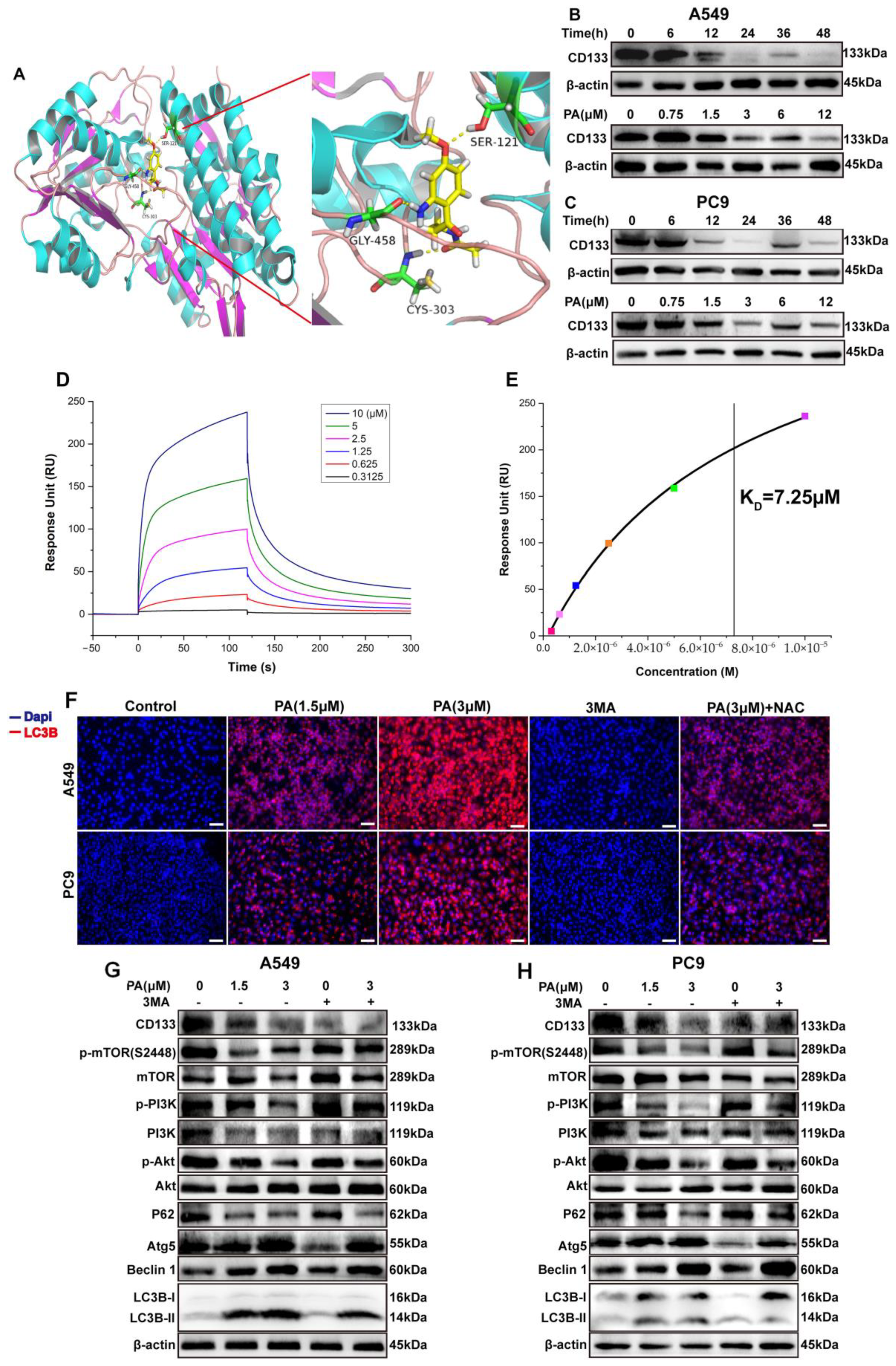 Ijms 24 12626 g003 Ijms 24 12626 g003