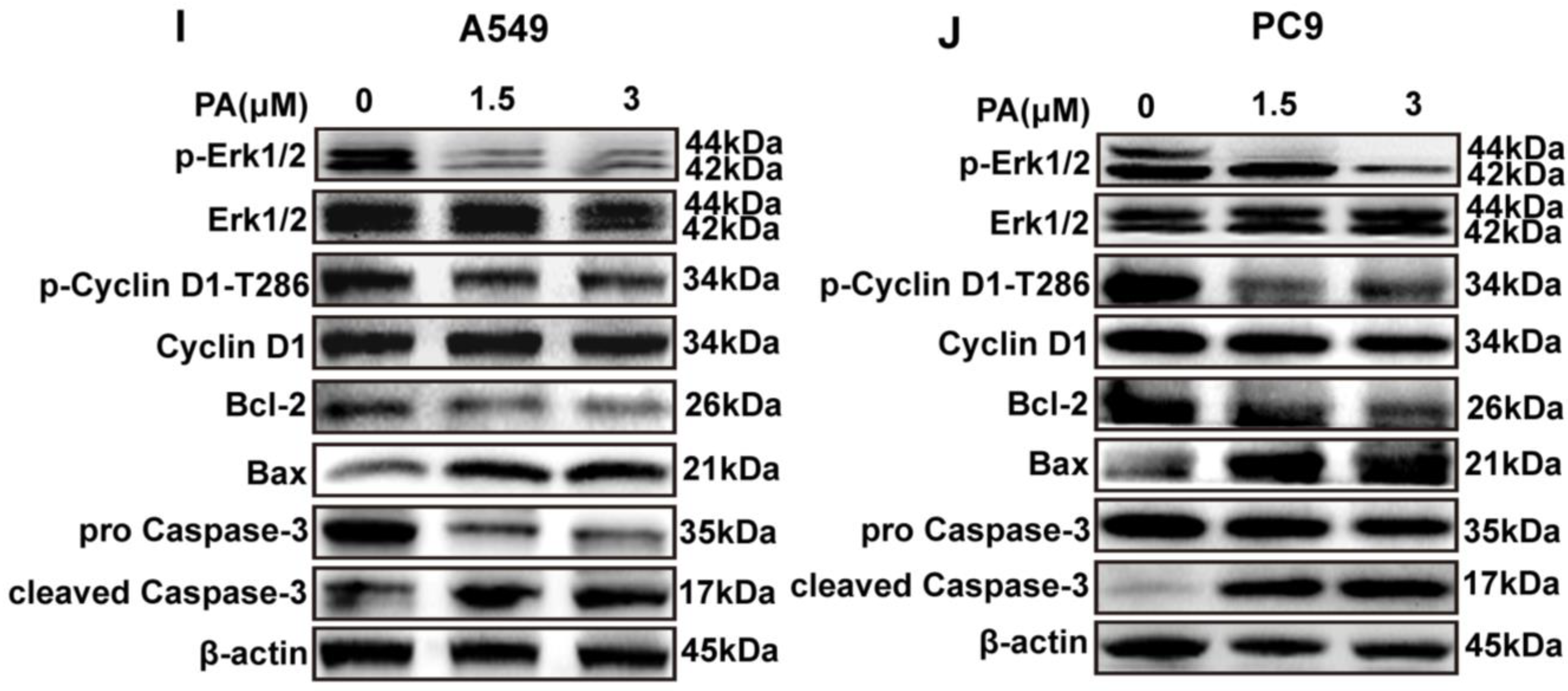 Ijms 24 12626 g004b Ijms 24 12626 g004b