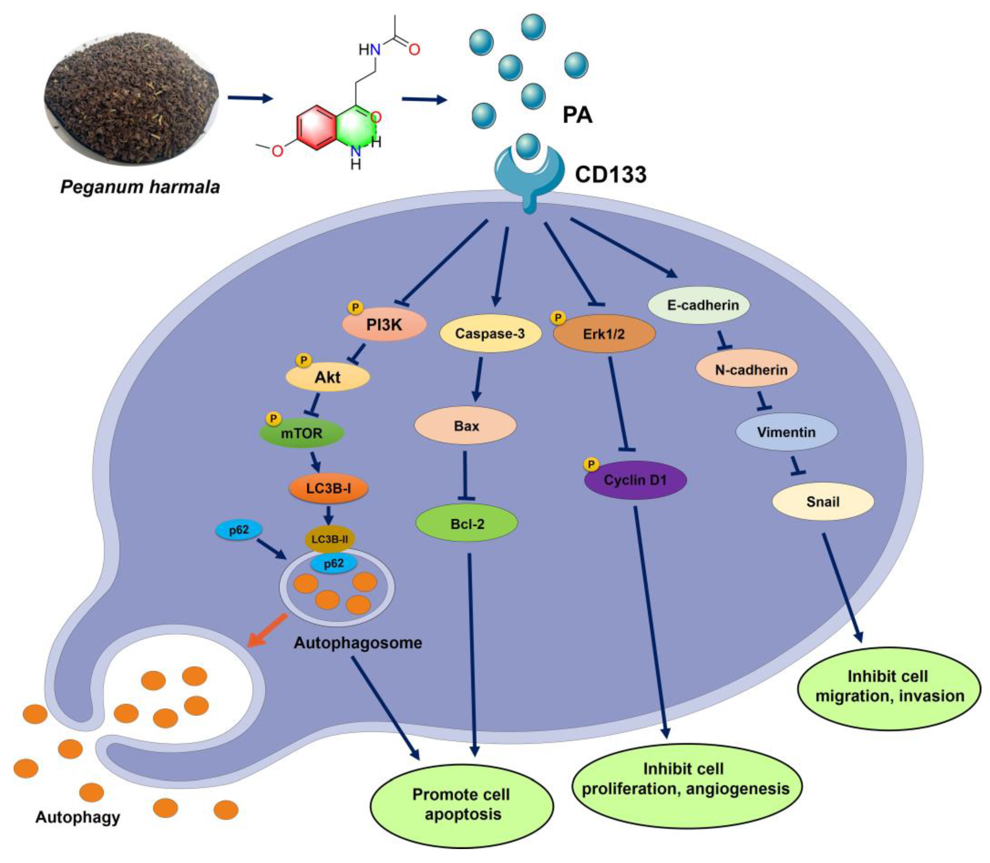 Ijms 24 12626 g007 Ijms 24 12626 g007