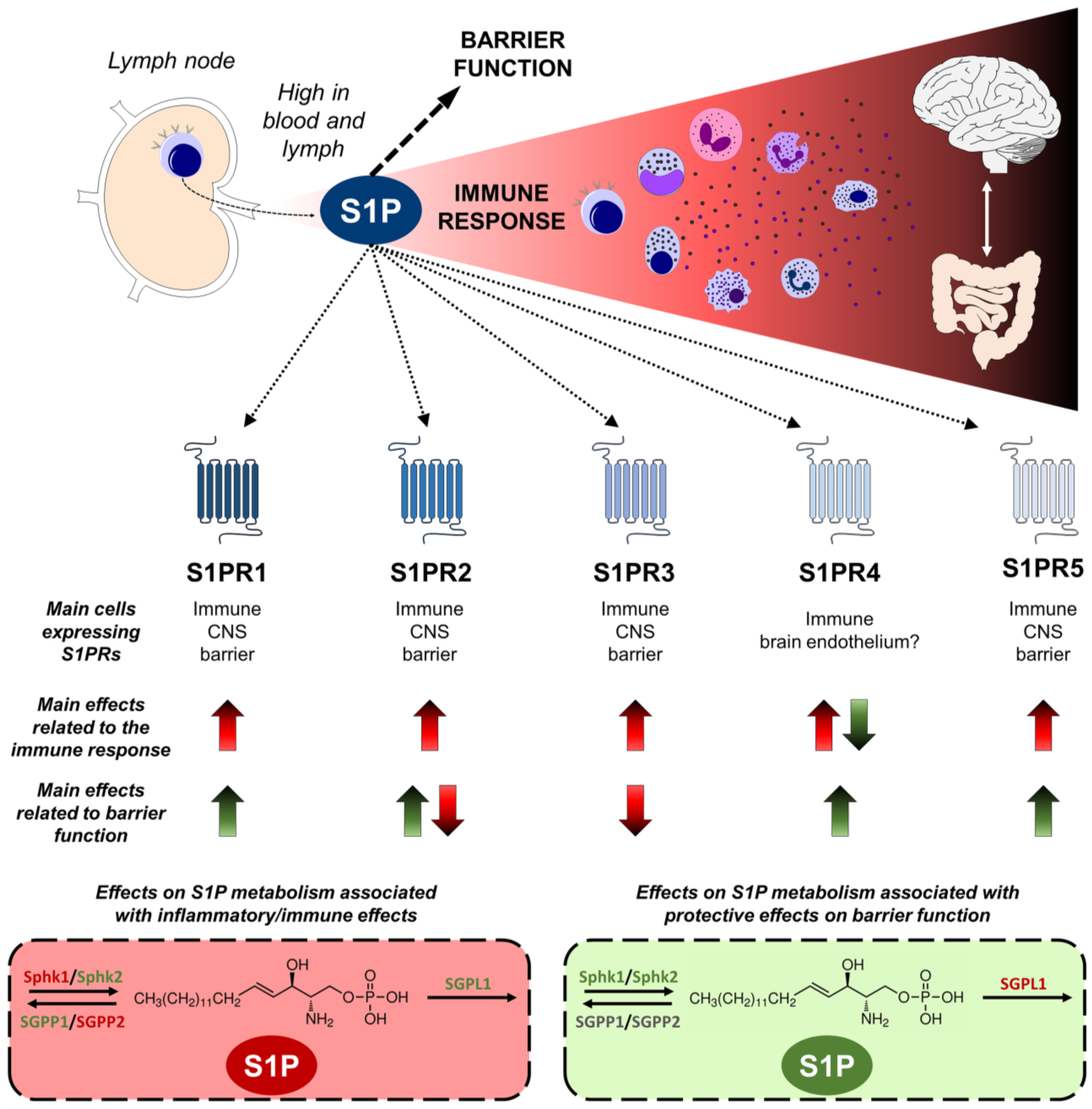 Ijms 24 12634 g002 Ijms 24 12634 g002