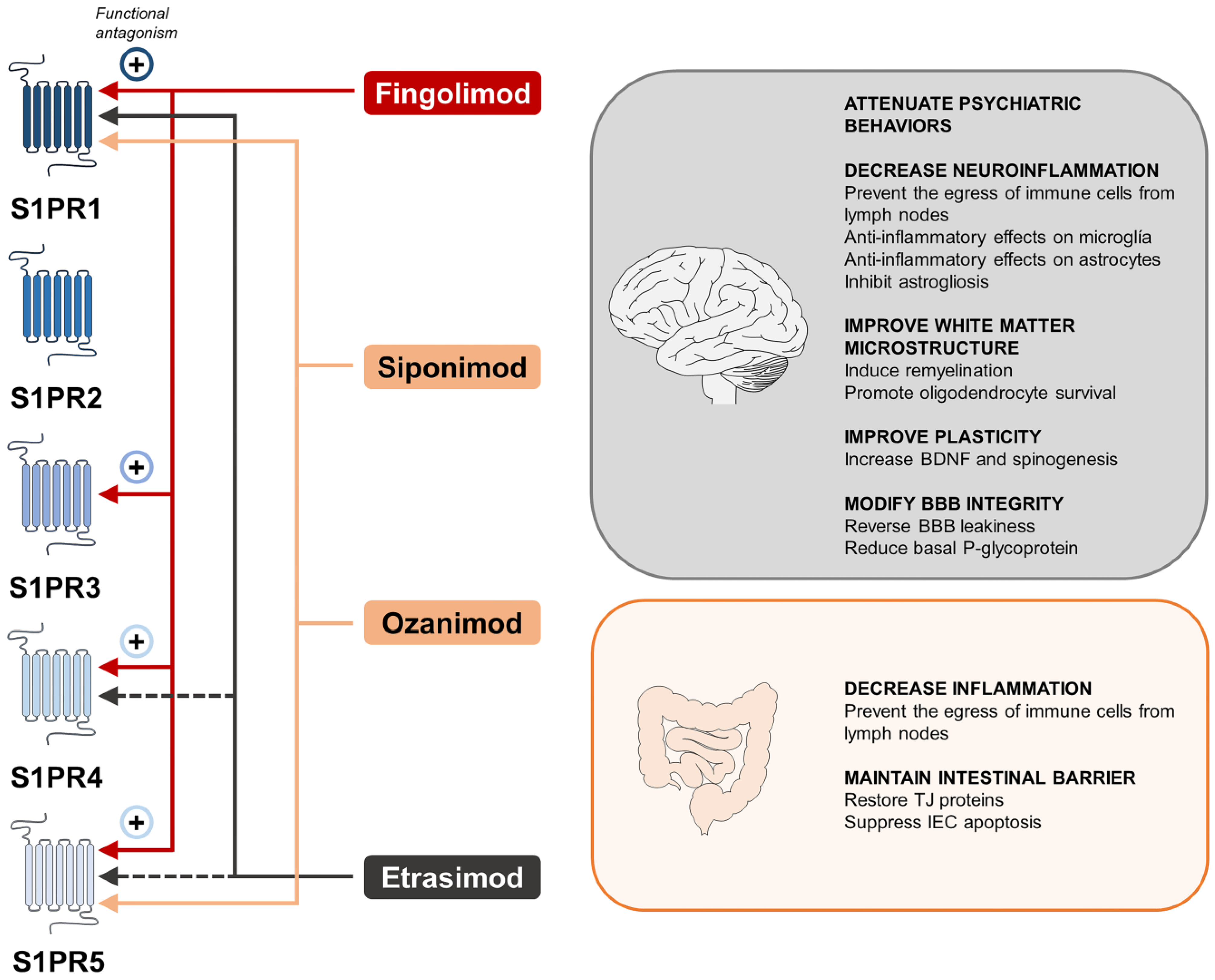 Ijms 24 12634 g003 Ijms 24 12634 g003