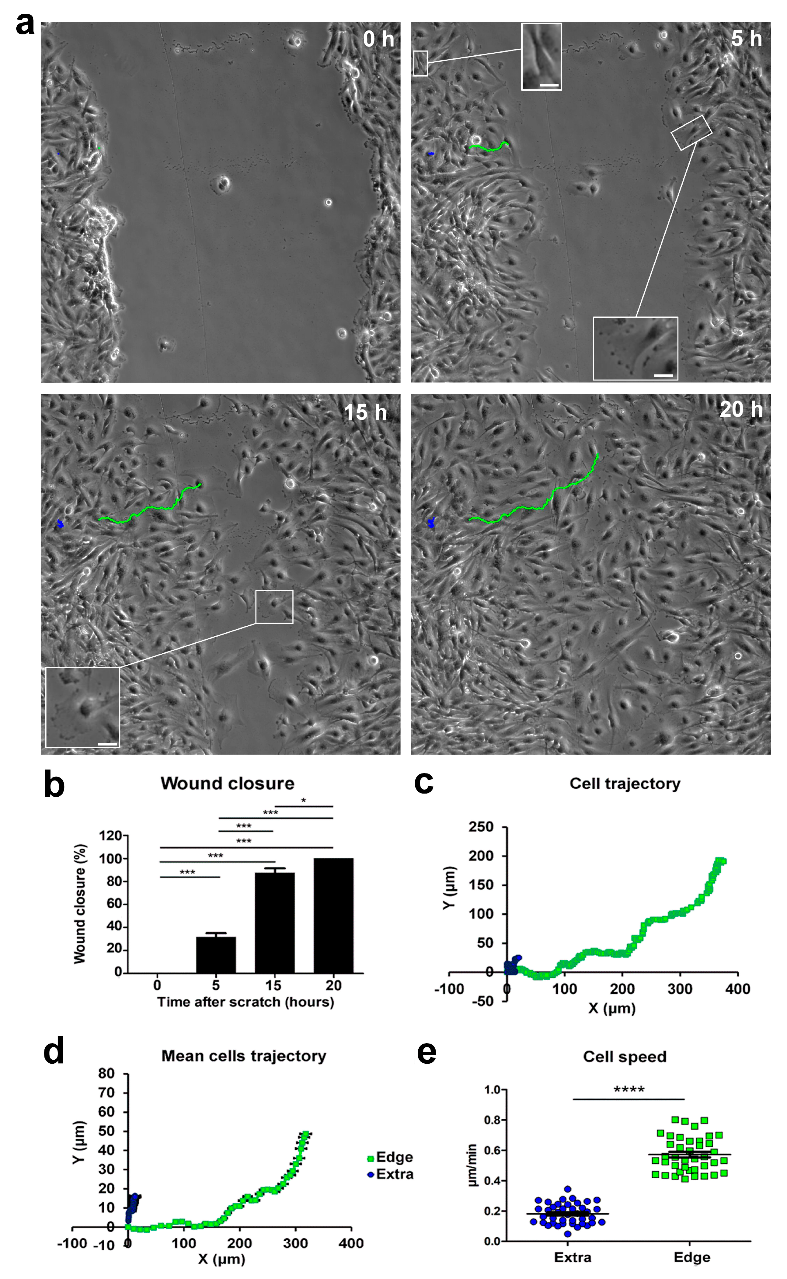 IJMS | Free Full-Text | Role of Na+/Ca2+ Exchanger (NCX) in