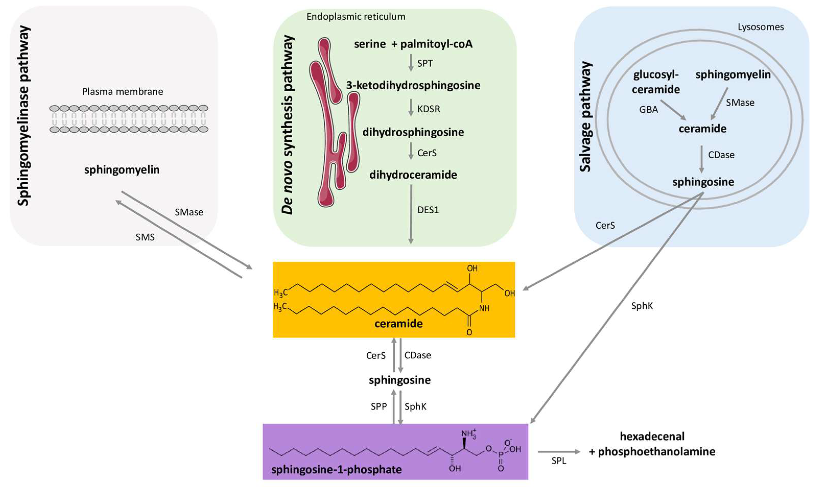 Ijms 24 12720 g001 Ijms 24 12720 g001