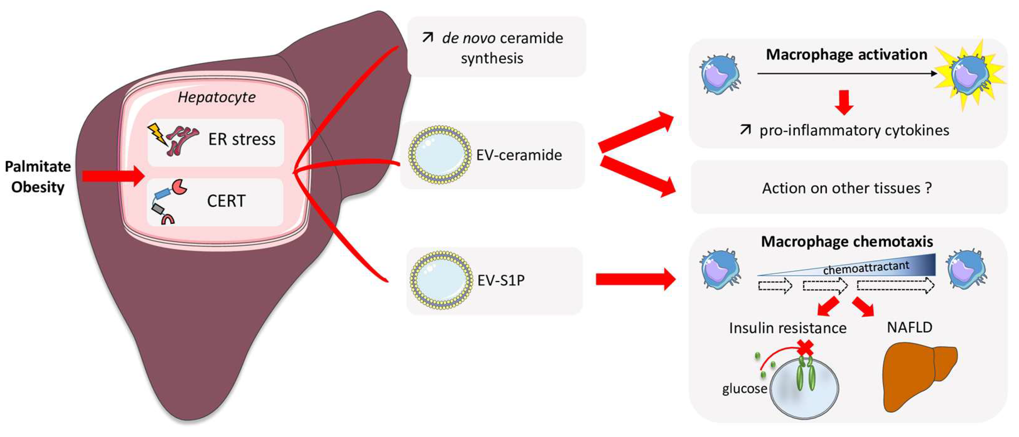 Ijms 24 12720 g003 Ijms 24 12720 g003