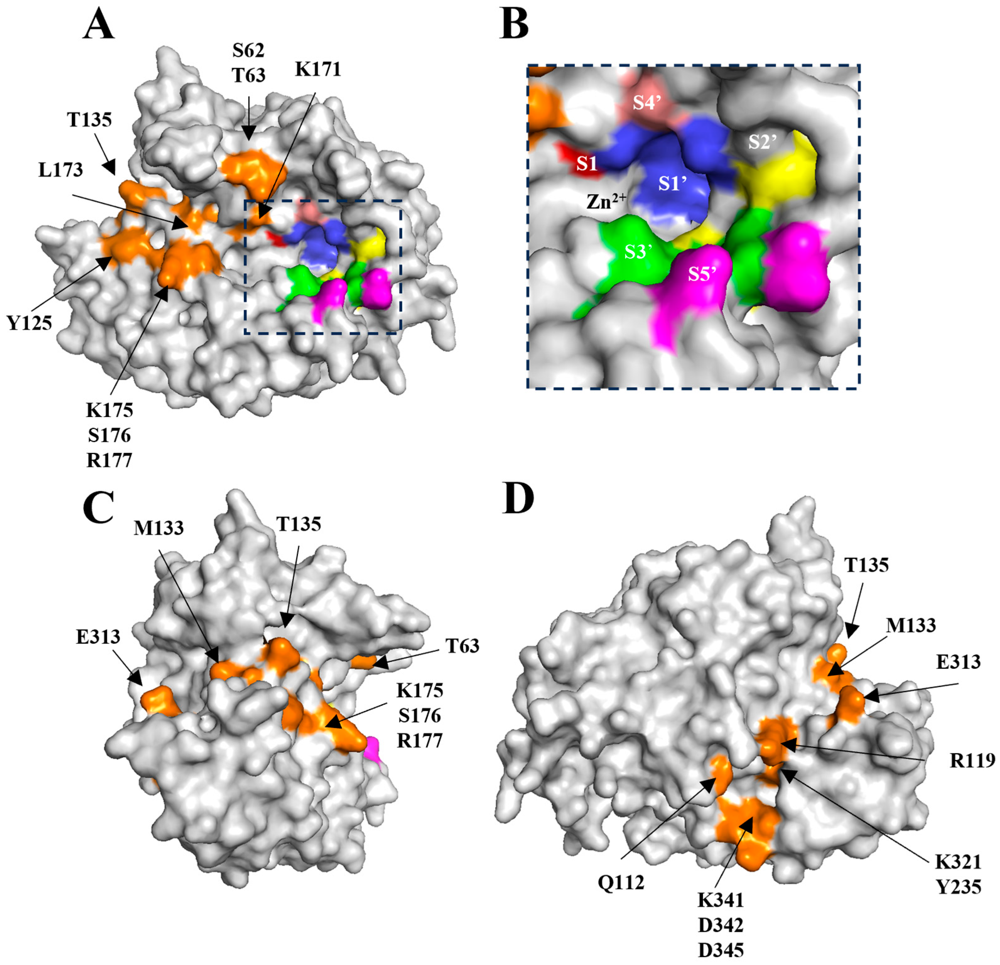 Ijms 24 12721 g003 Ijms 24 12721 g003