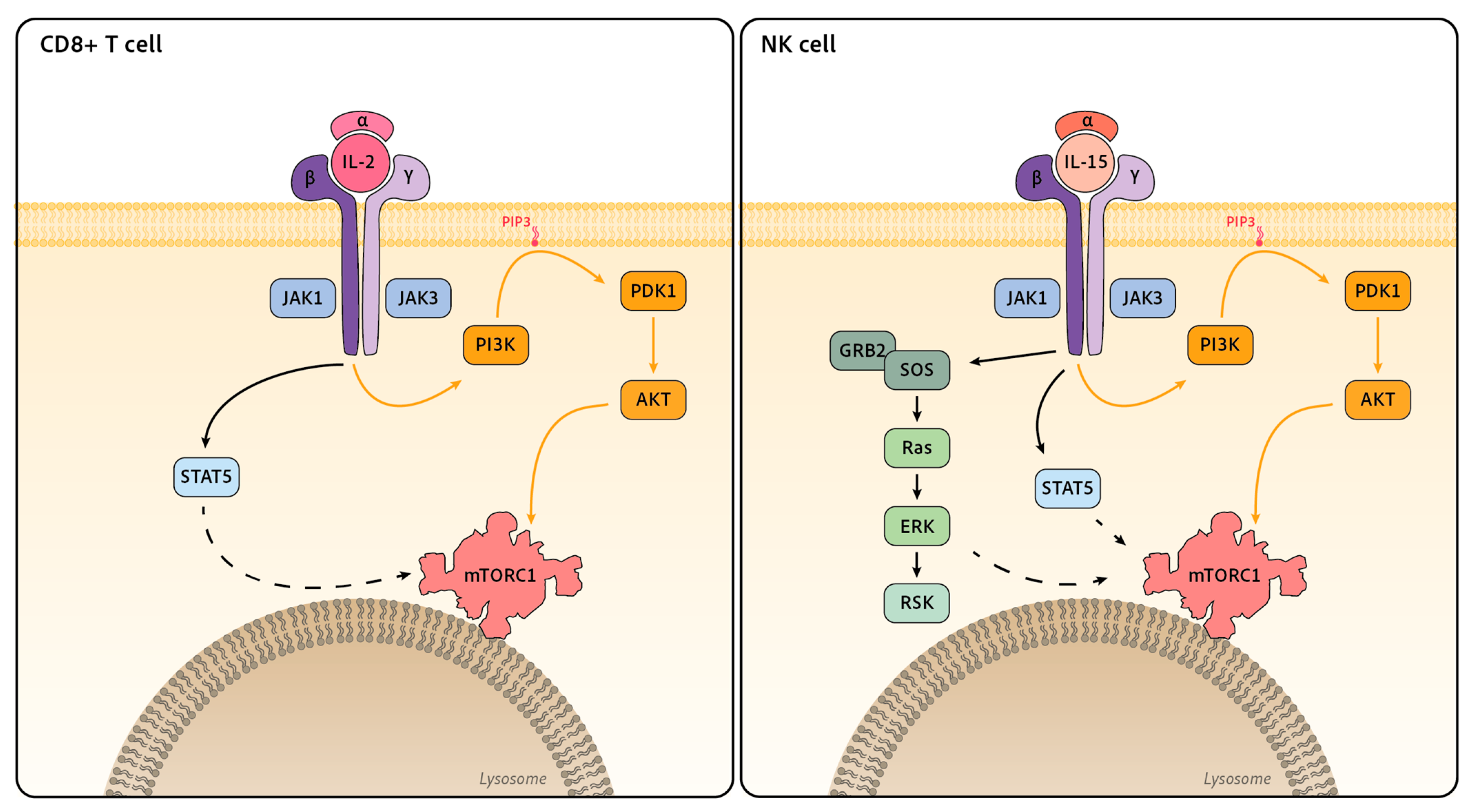 Ijms 24 12736 g002 Ijms 24 12736 g002
