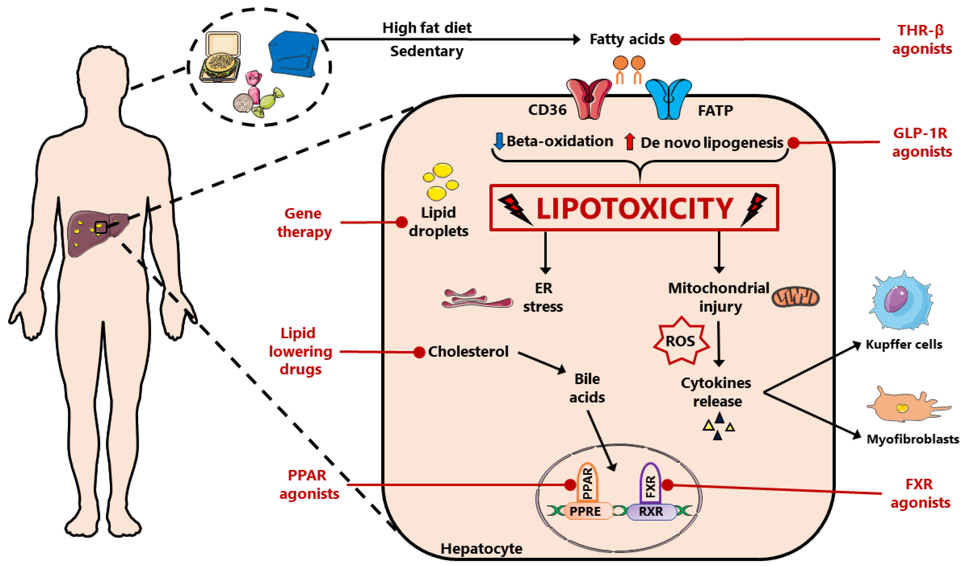 IJMS Free Full Text Current Therapeutical Approaches Targeting