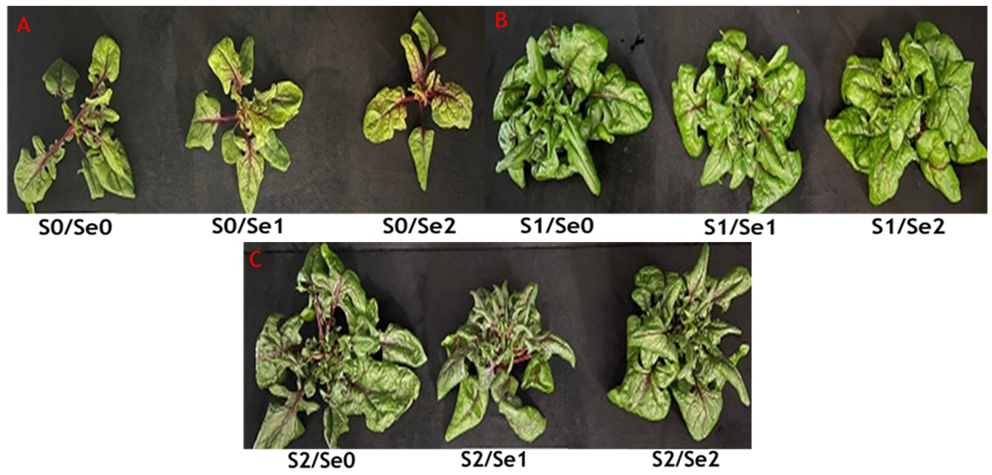 Ijms 24 12766 g001 Ijms 24 12766 g001