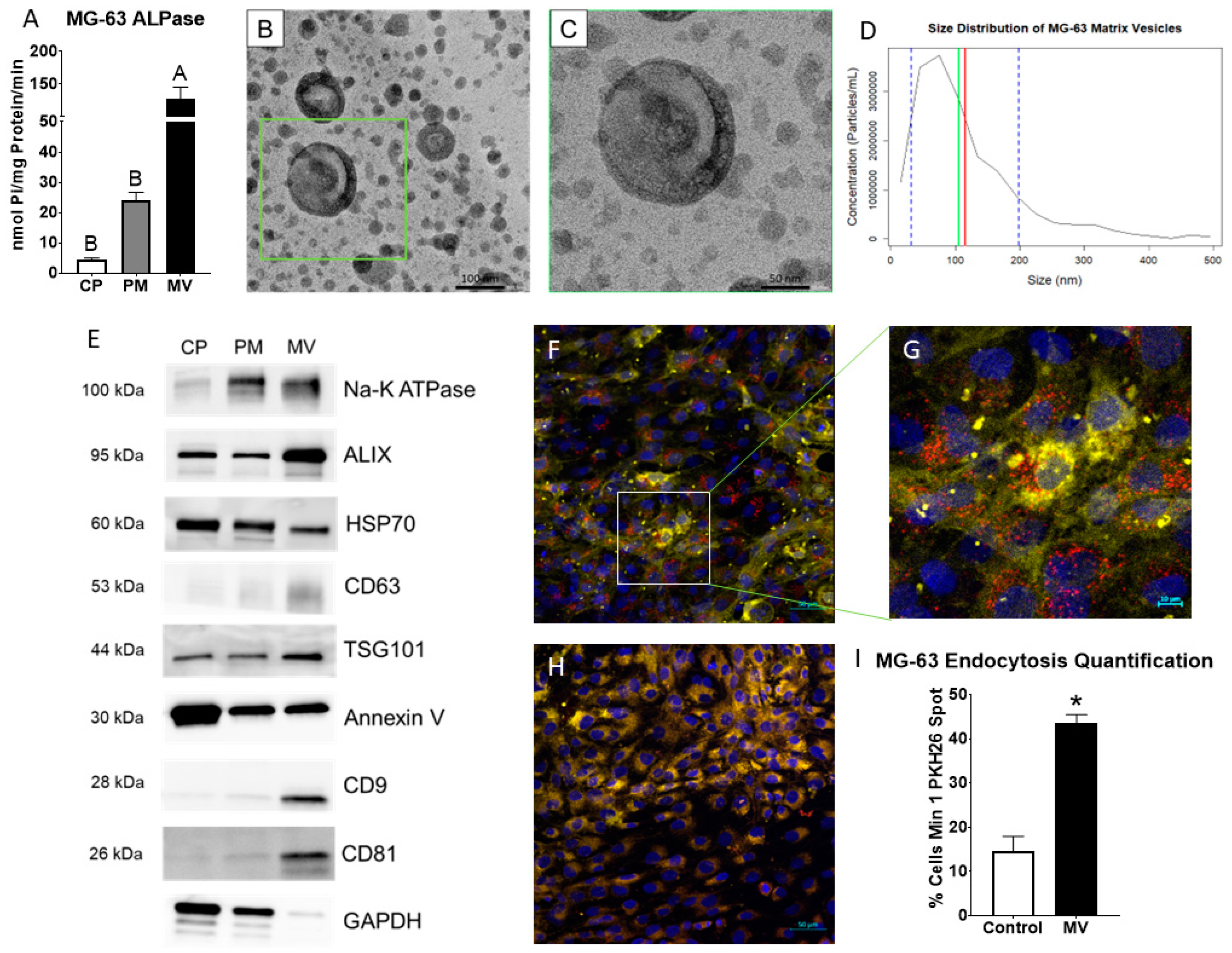 IJMS | Free Full-Text | Osteoblast-Derived Matrix Vesicles Exhibit