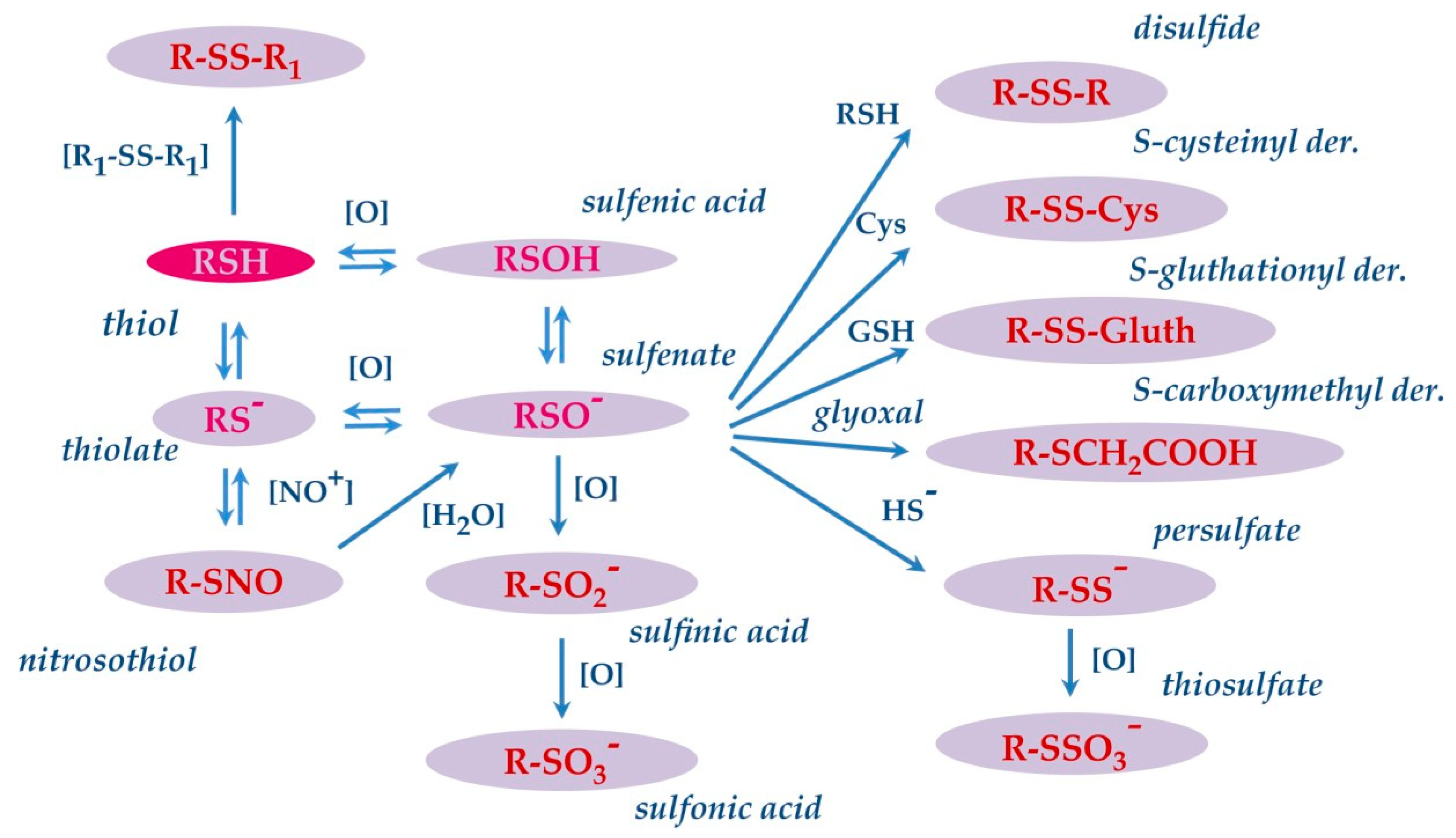 IJMS | Free Full-Text | The Post-Translational Modifications of Human  Salivary Peptides and Proteins Evidenced by Top-Down Platforms