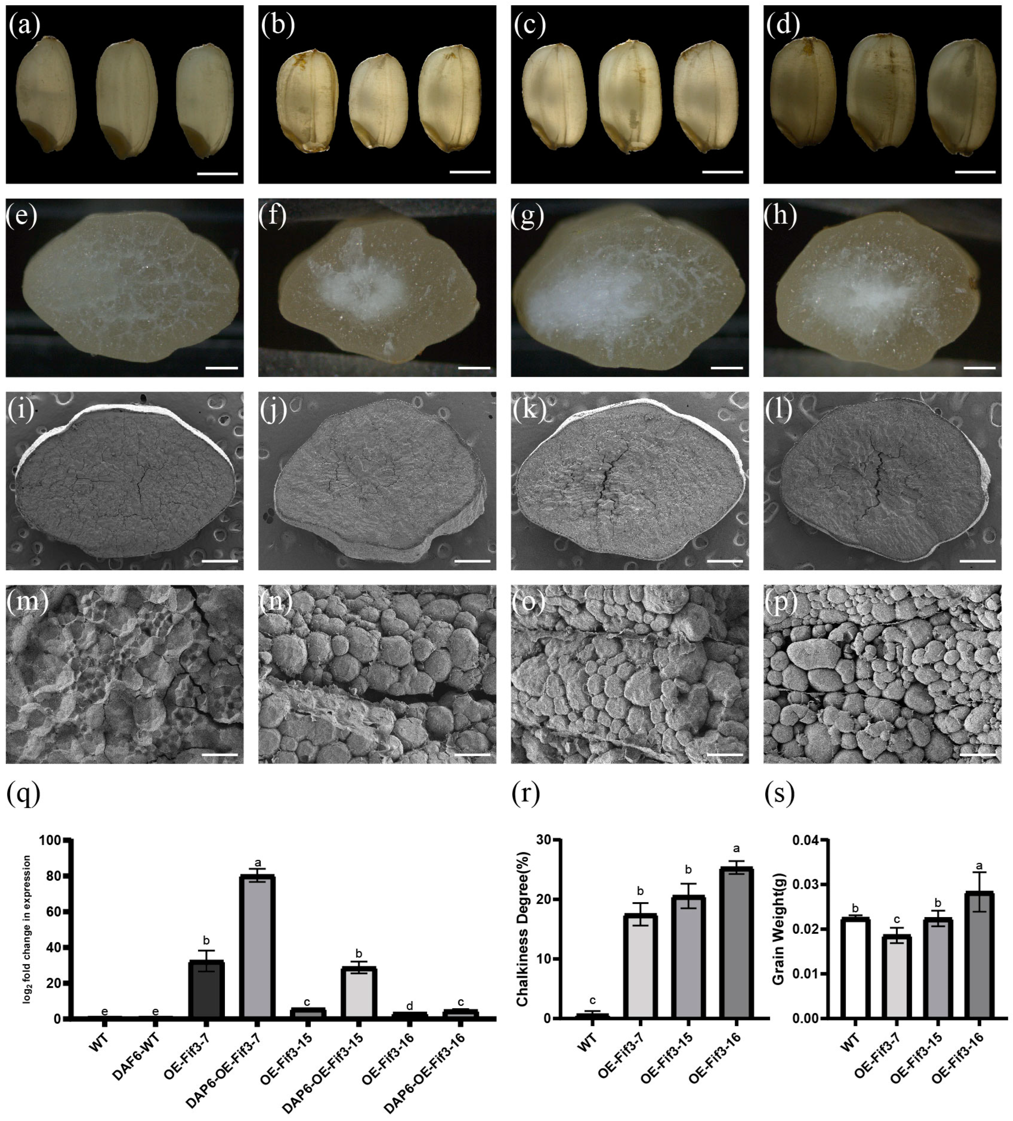 Ijms 24 12778 g002 Ijms 24 12778 g002