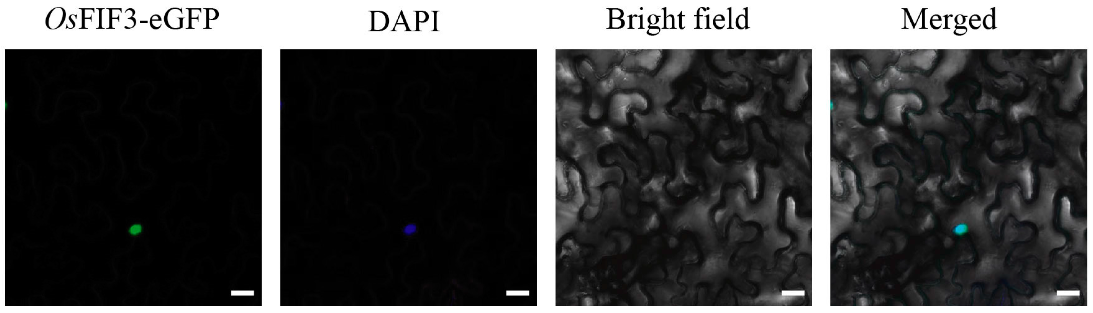 Ijms 24 12778 g003 Ijms 24 12778 g003