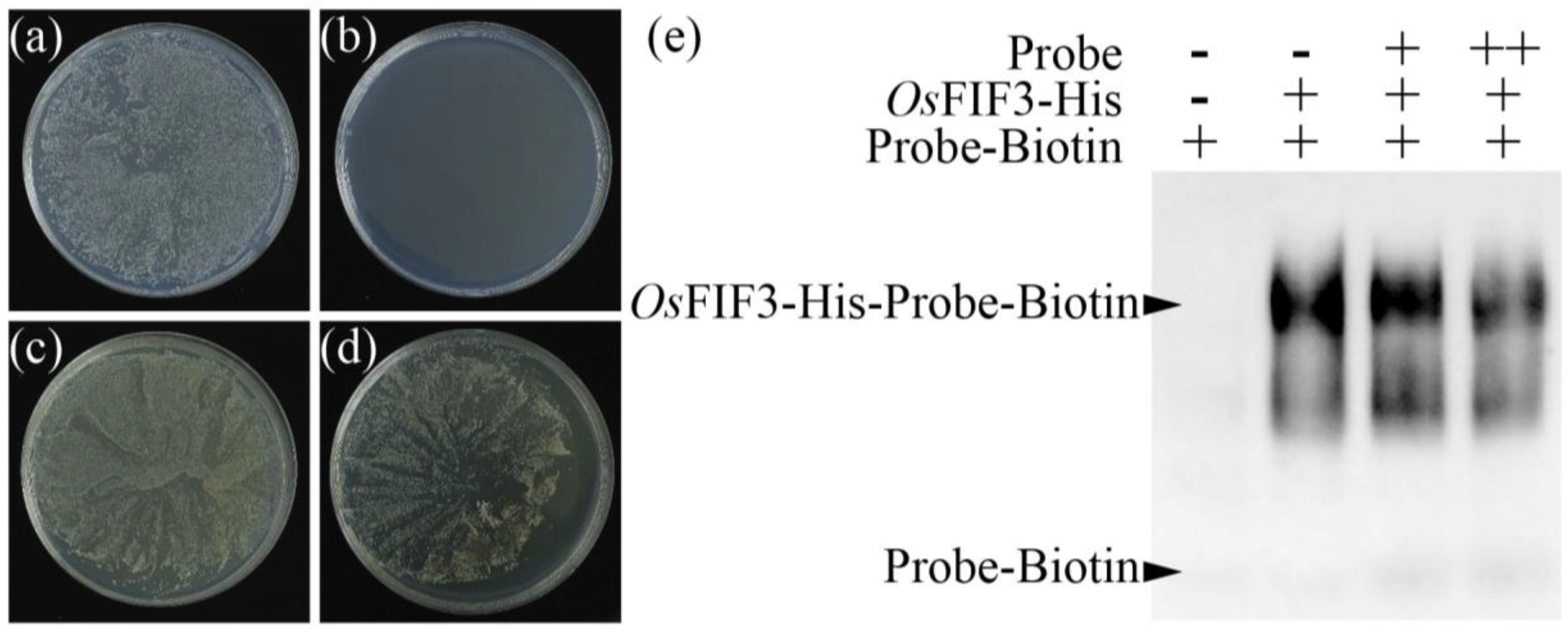 Ijms 24 12778 g004 Ijms 24 12778 g004