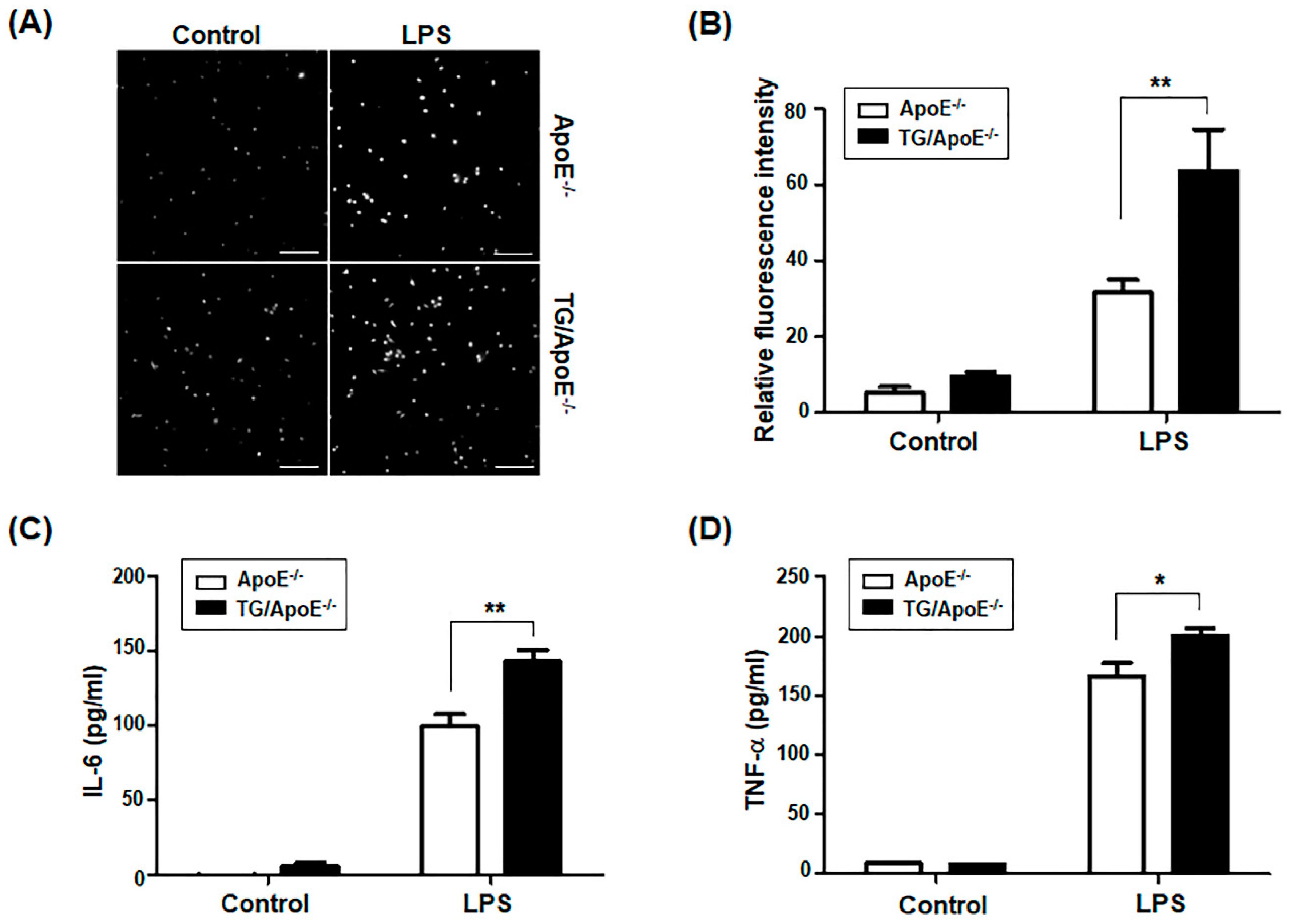 Ijms 24 12785 g006 Ijms 24 12785 g006