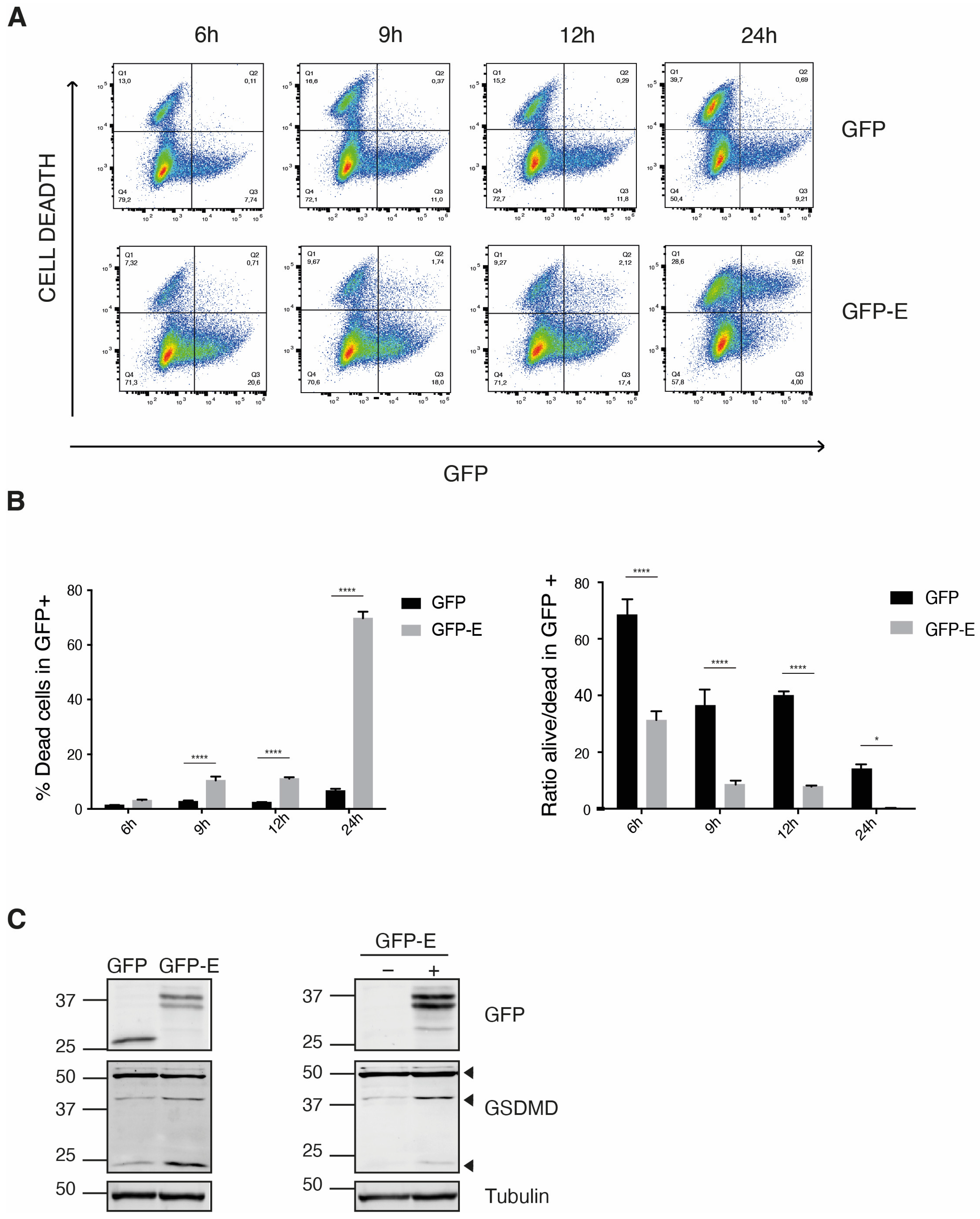 Ijms 24 12793 g002 Ijms 24 12793 g002