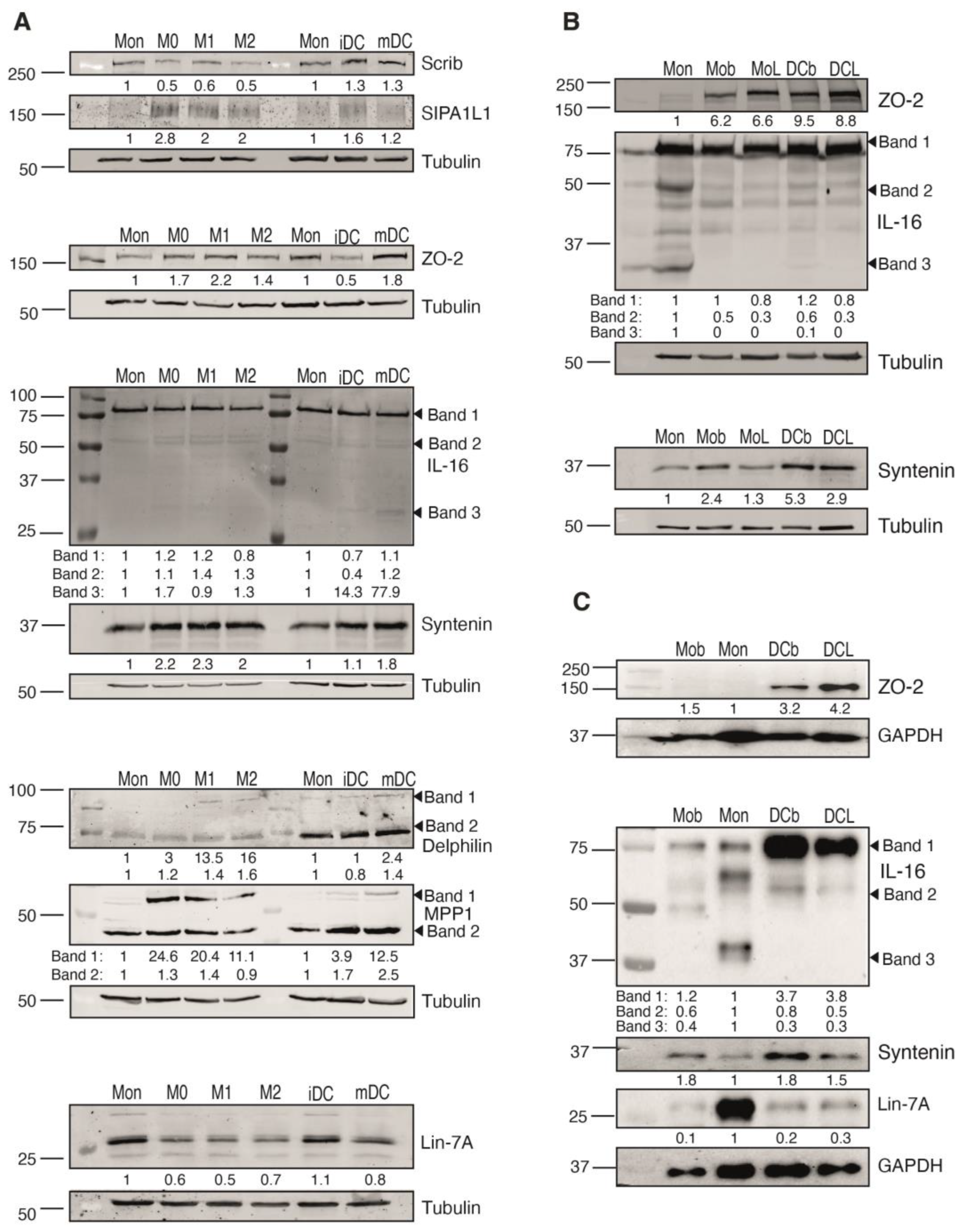 Ijms 24 12793 g004 Ijms 24 12793 g004