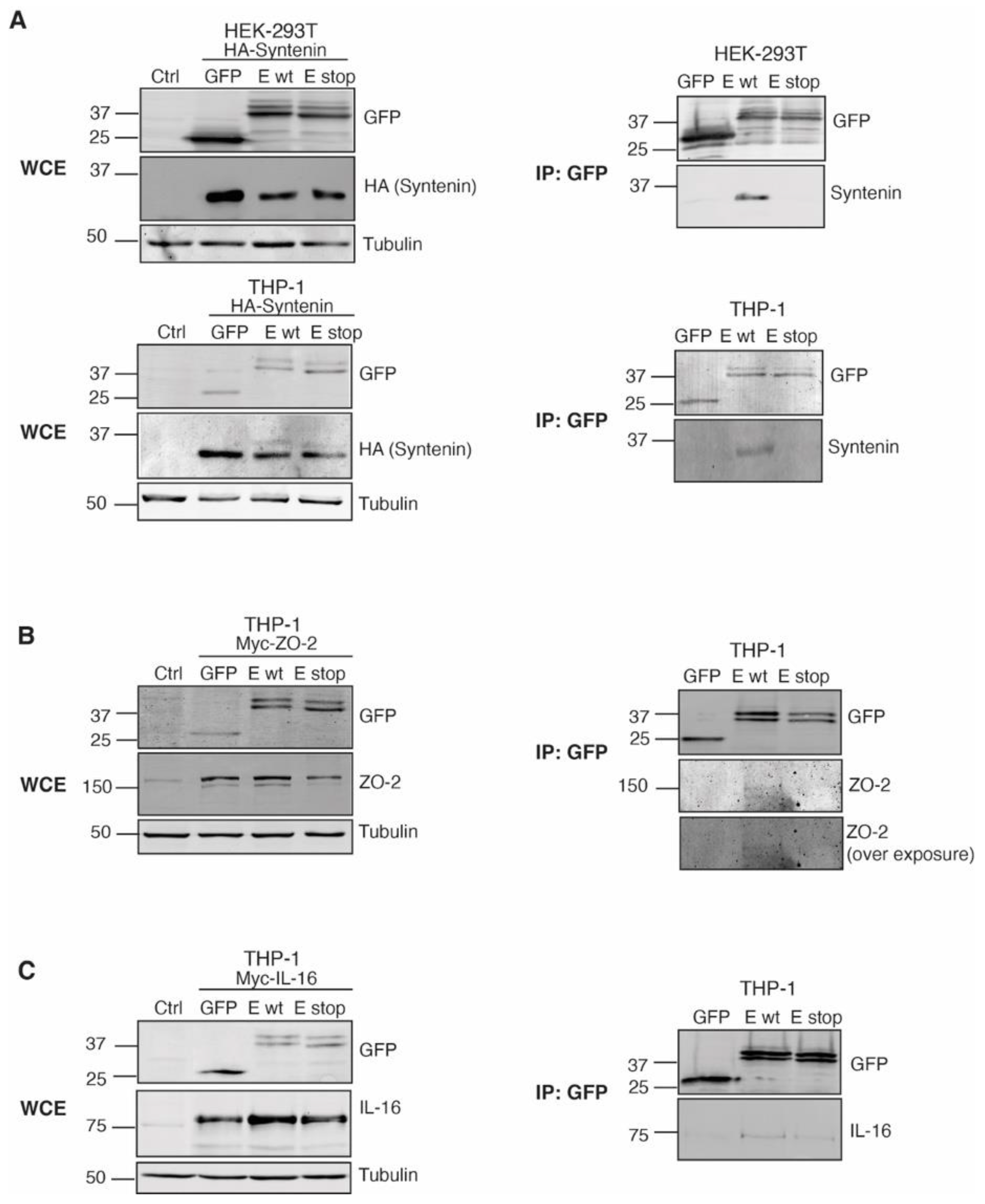 Ijms 24 12793 g007 Ijms 24 12793 g007