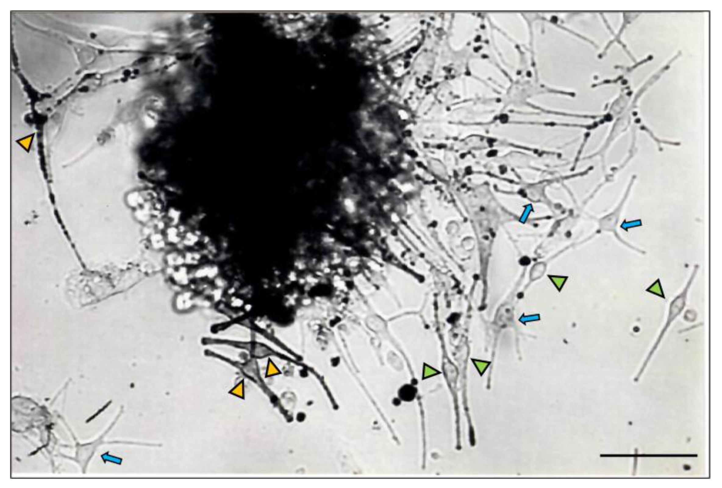 Ijms 24 12809 g002 Ijms 24 12809 g002