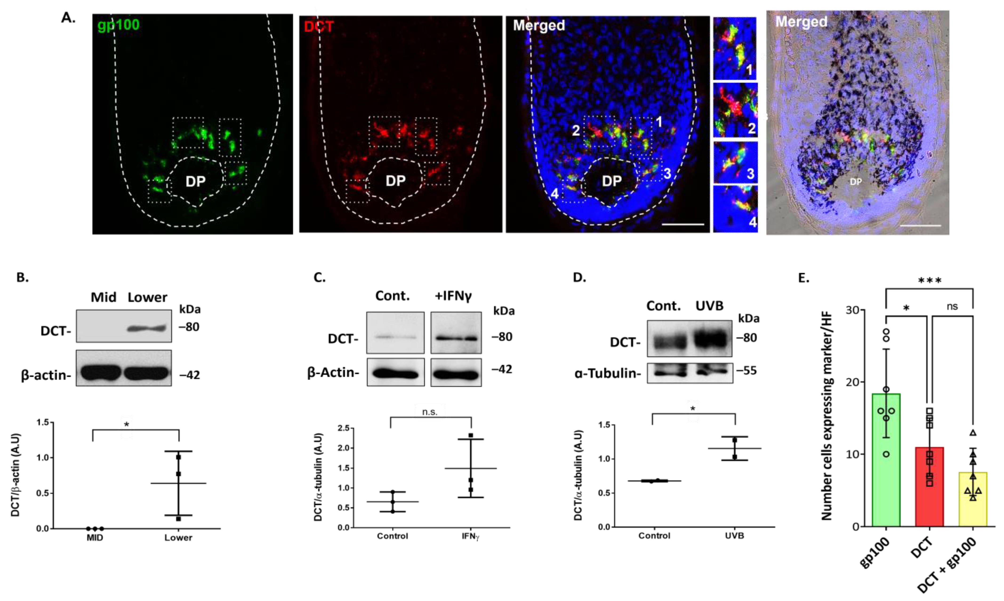 Ijms 24 12809 g007 Ijms 24 12809 g007