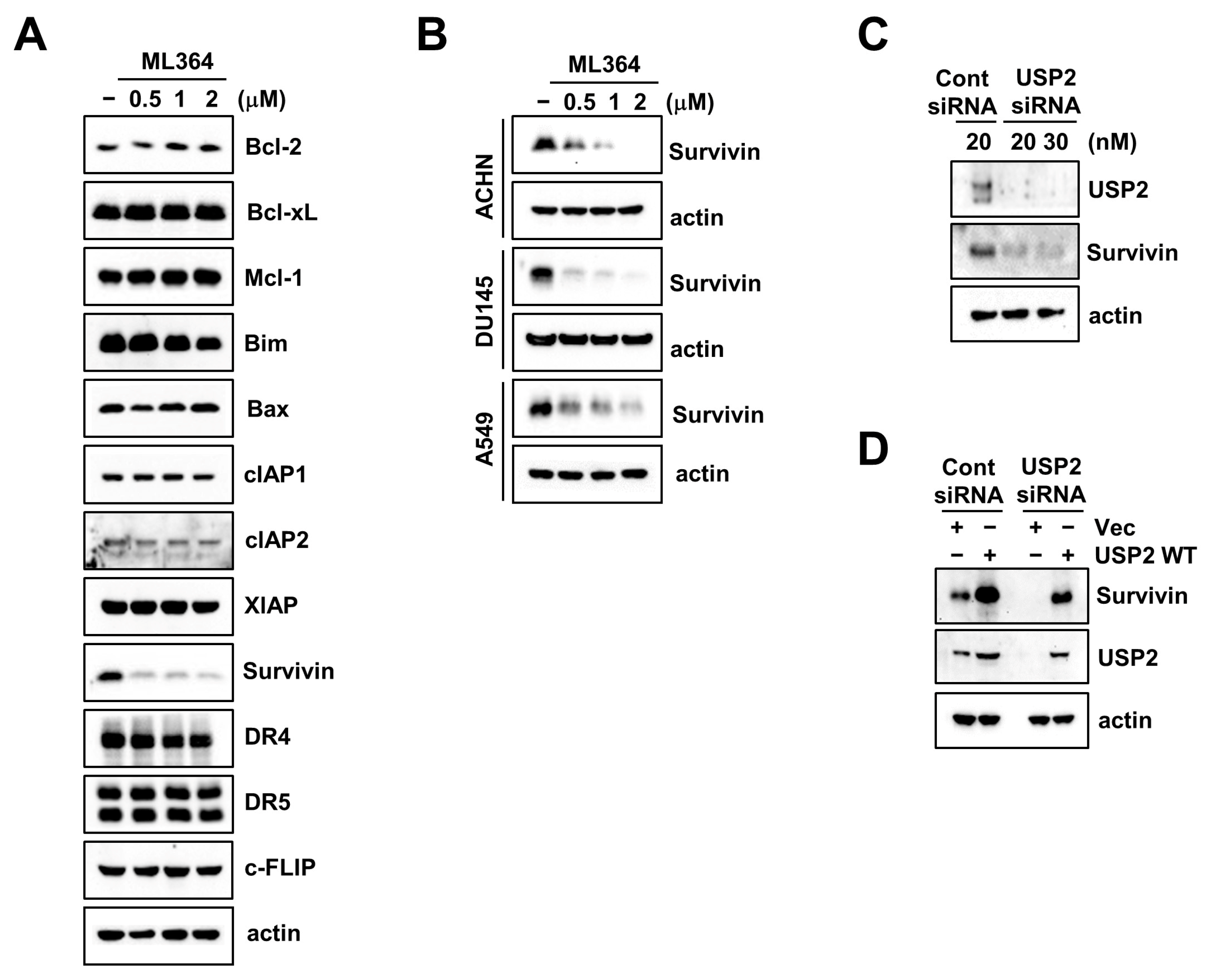 Ijms Free Full Text Inhibition Of Usp2 Enhances Trail Mediated Cancer Cell Death Through 0217