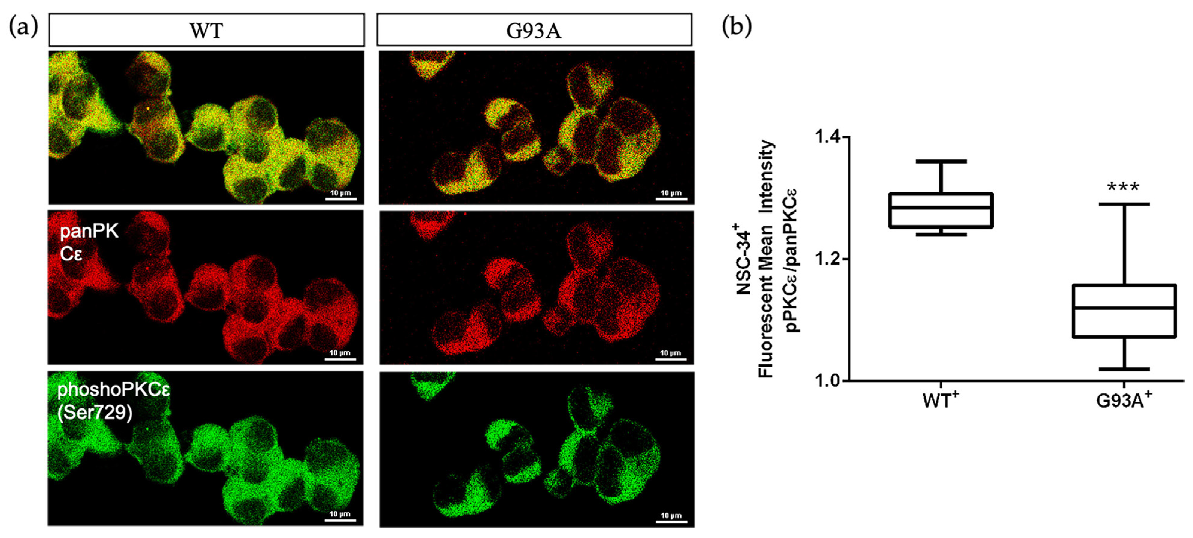 Ijms 24 12825 g005 Ijms 24 12825 g005