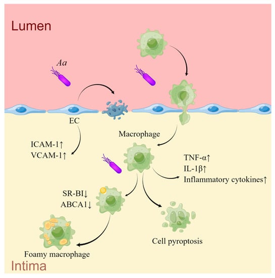 IJMS | Free Full-Text | The Roles of Periodontal Bacteria in