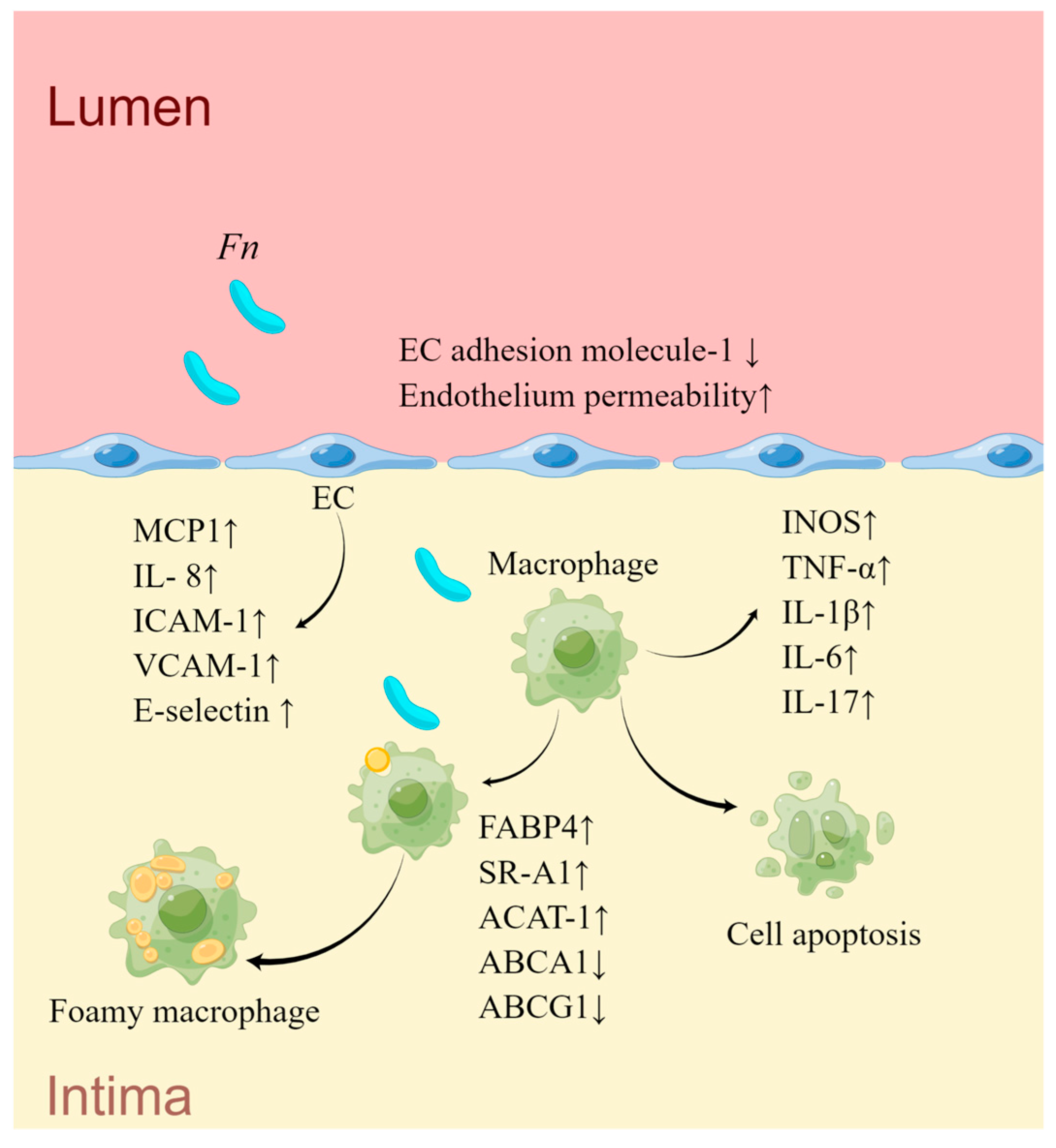 Ijms 24 12861 g003 Ijms 24 12861 g003