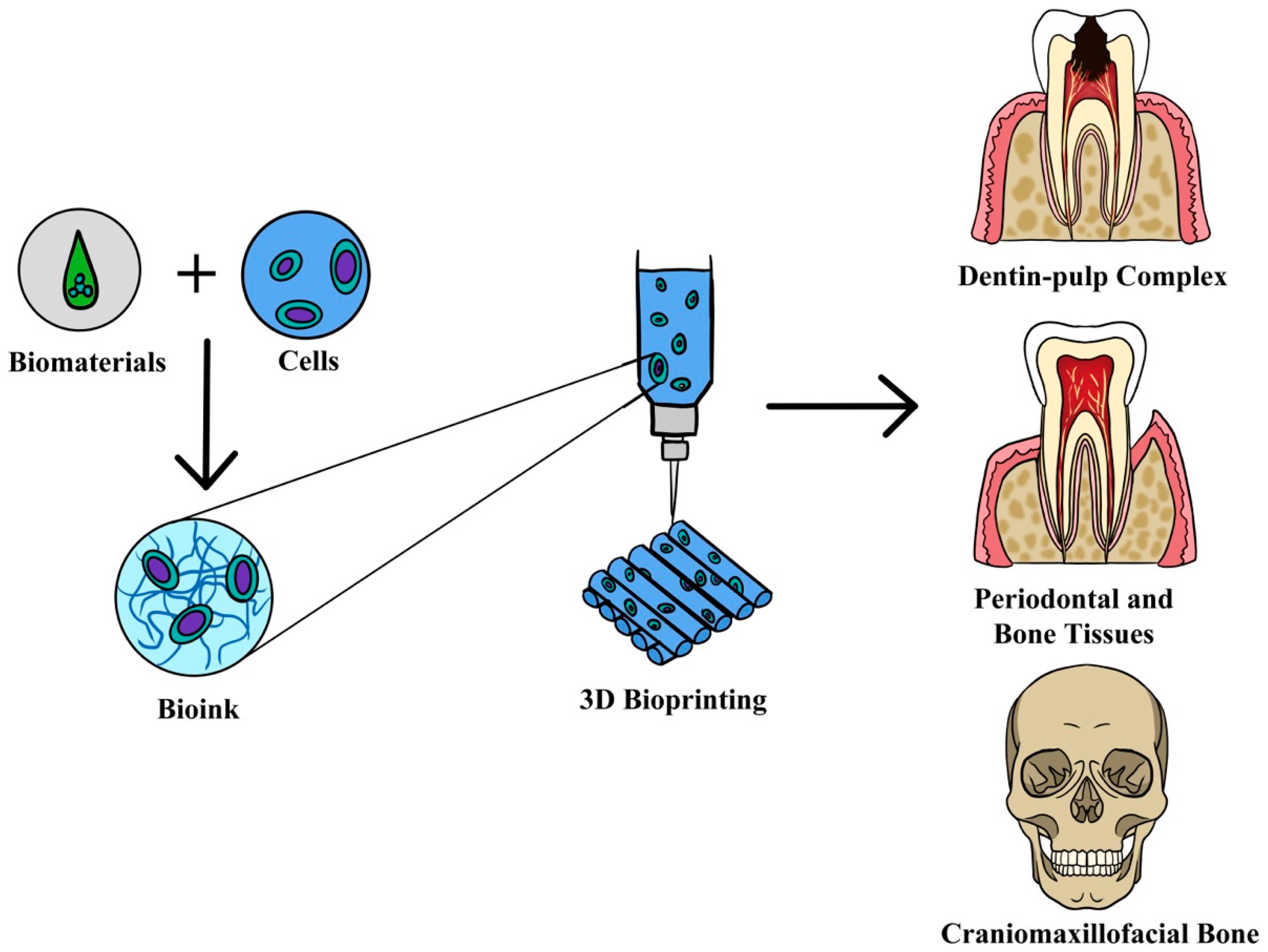 PDF) Bioprinting Applications in Craniofacial Regeneration