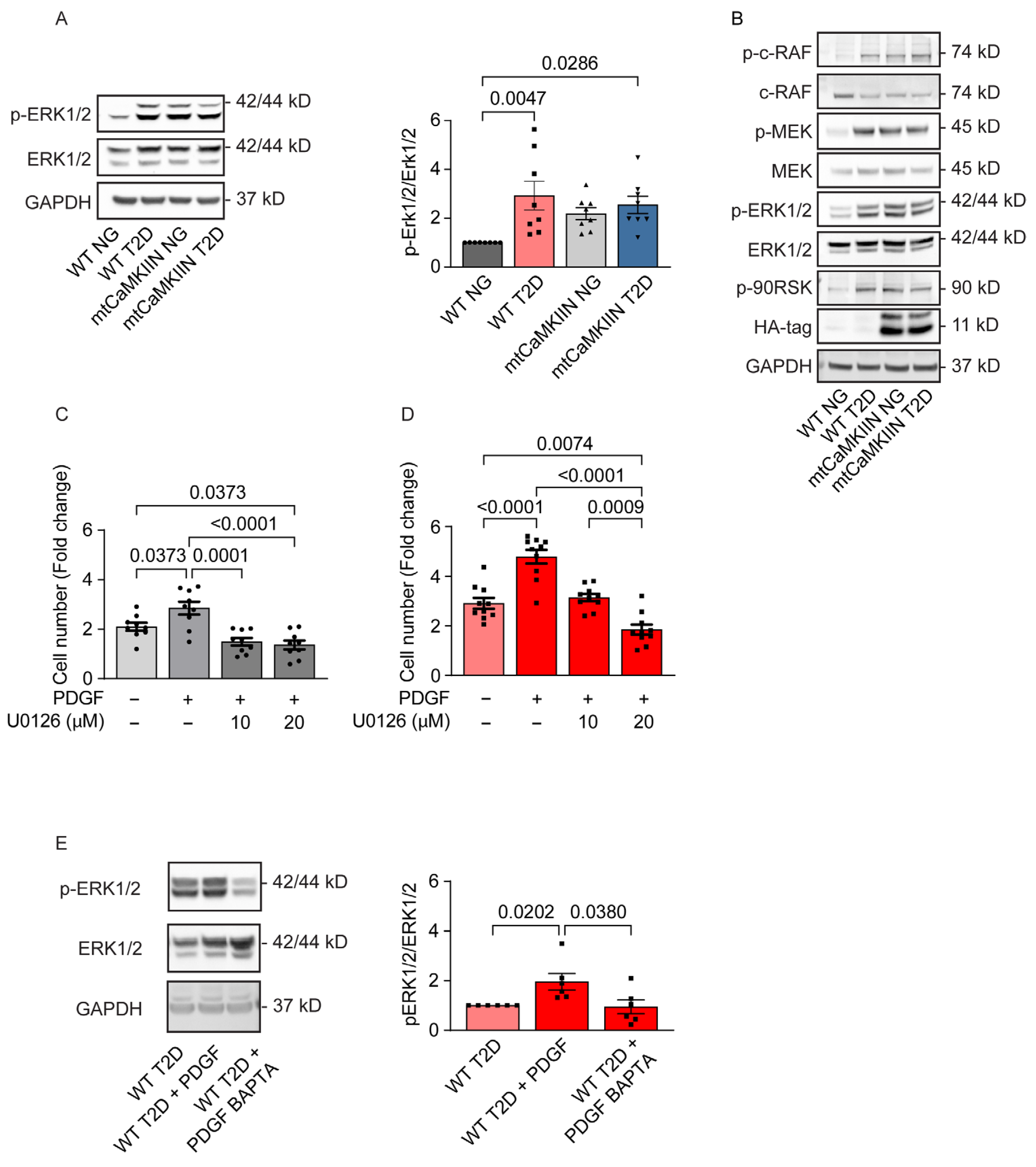 Ijms 24 12897 g005 Ijms 24 12897 g005