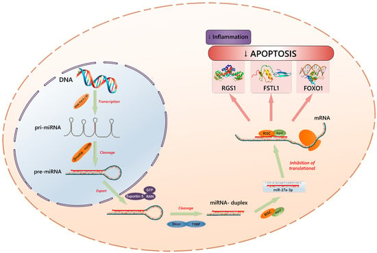 IJMS | Free Full-Text | The Role of microRNAs in Epigenetic 