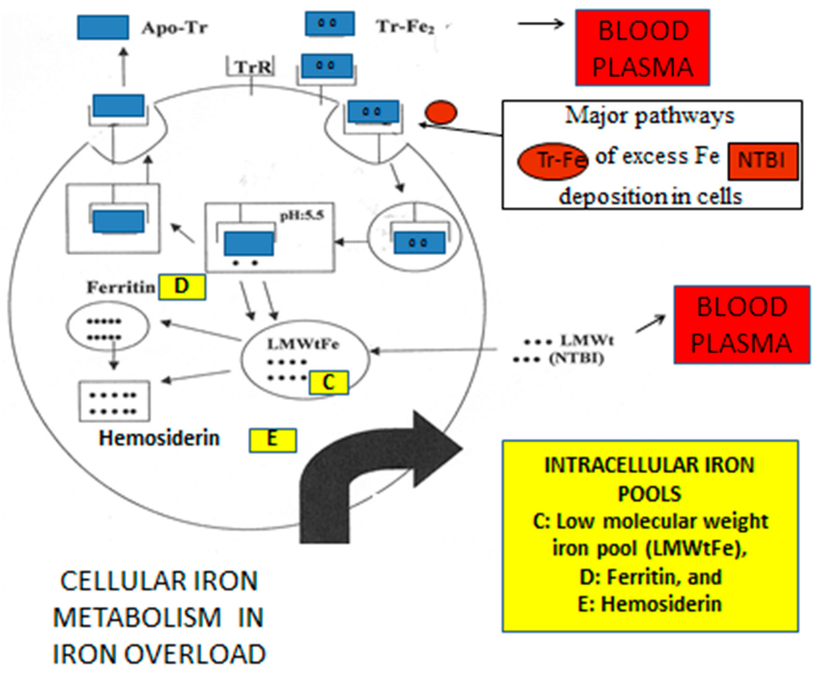 Ijms 24 12928 g005 Ijms 24 12928 g005