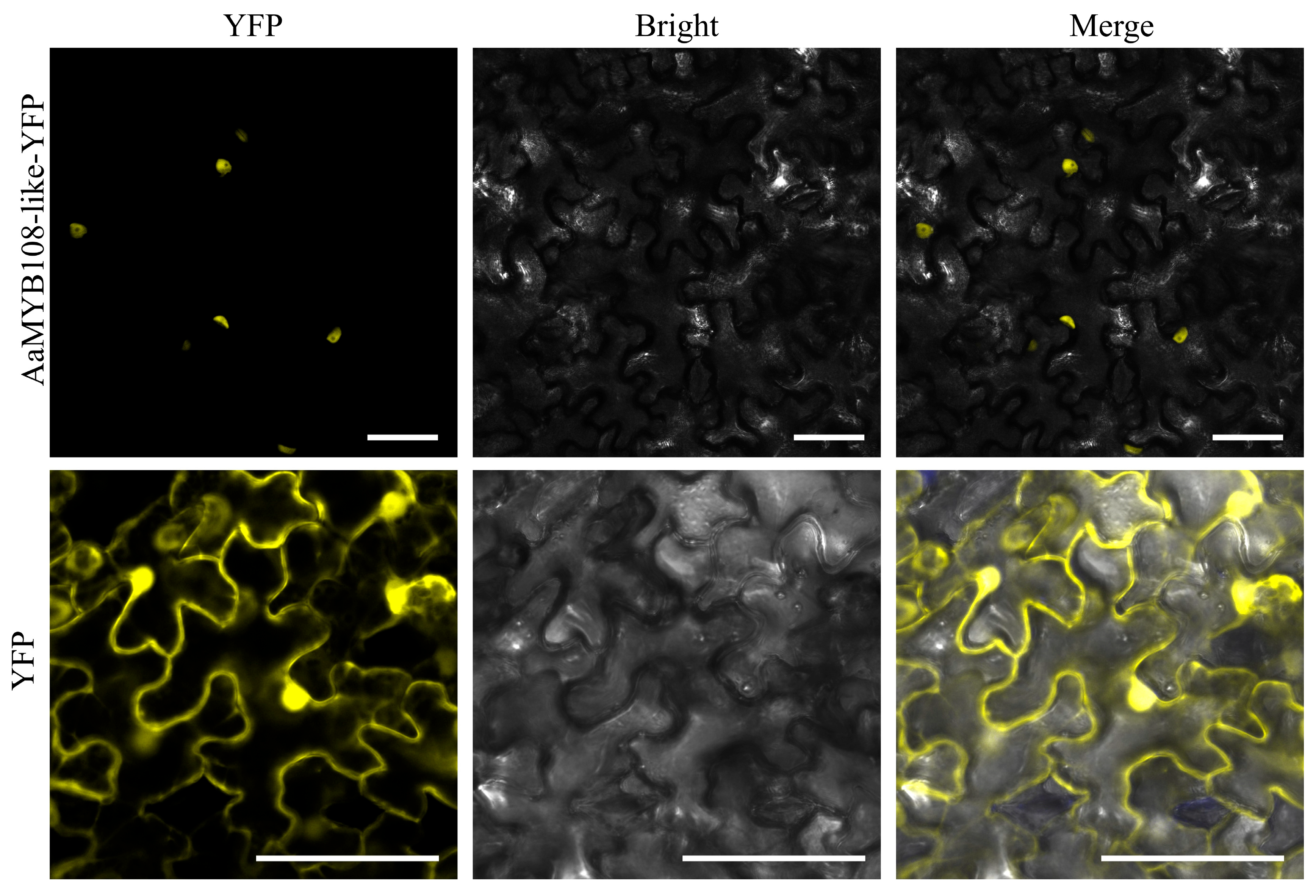 The artemisinin content and glandular secretory trichome (GST