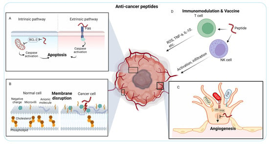 IJMS | Free Full-Text | Peptide-Based Agents for Cancer Treatment ...