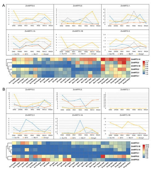 IJMS | Free Full-Text | Genome-Wide Identification and Functional ...