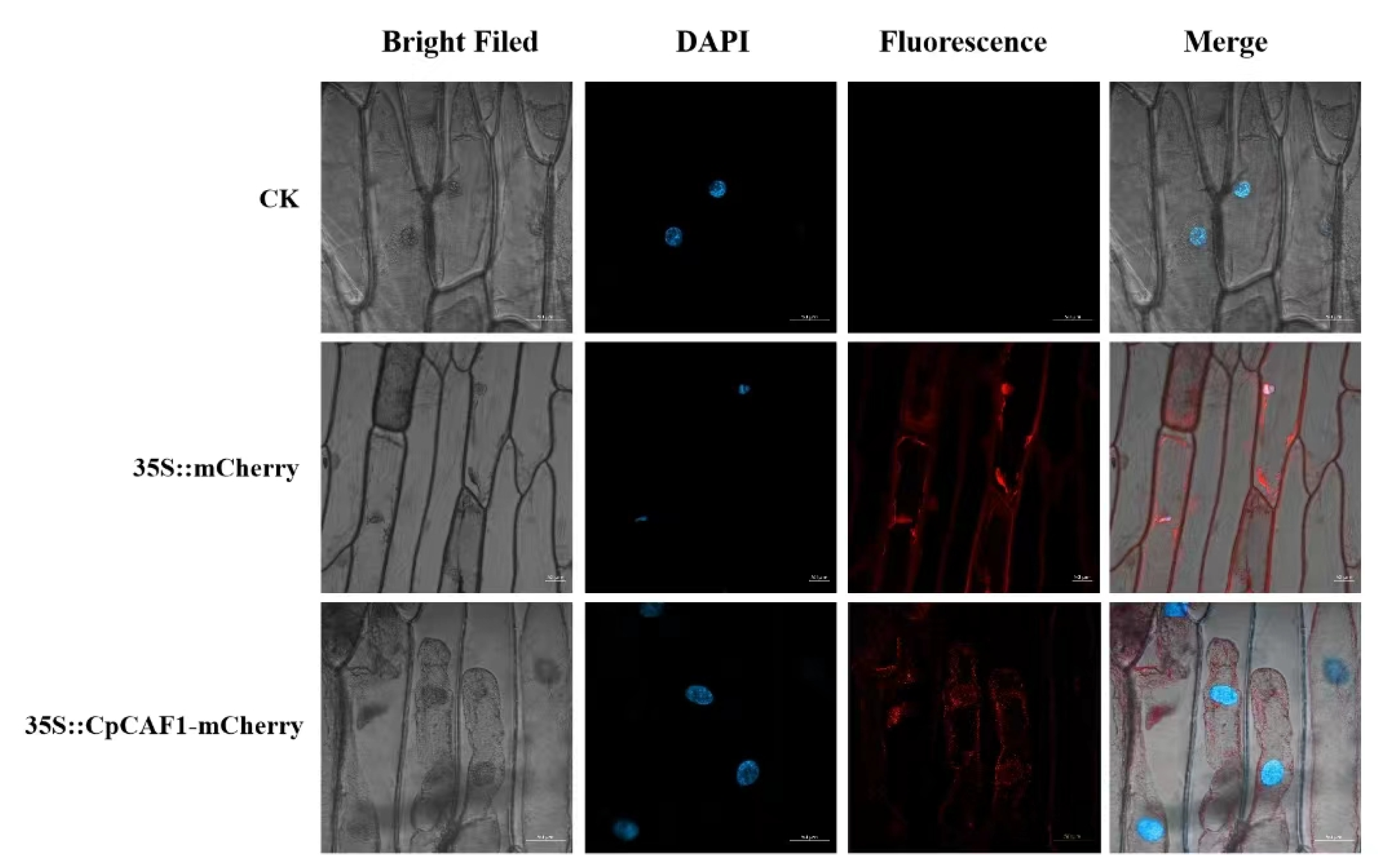 Ijms 24 12945 g002 Ijms 24 12945 g002