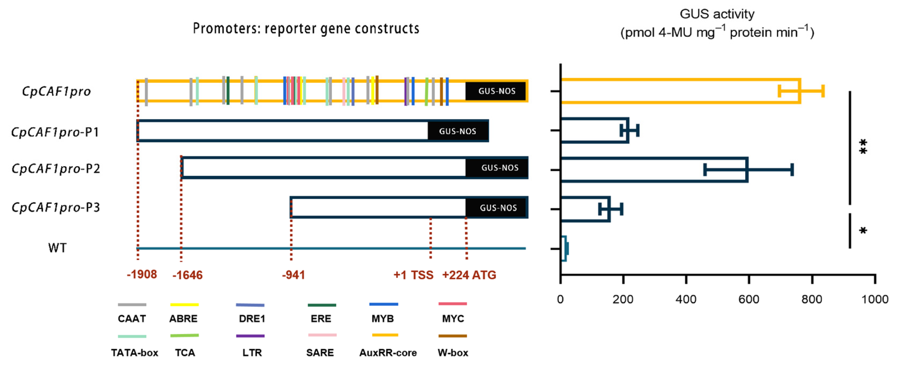 Ijms 24 12945 g013 Ijms 24 12945 g013