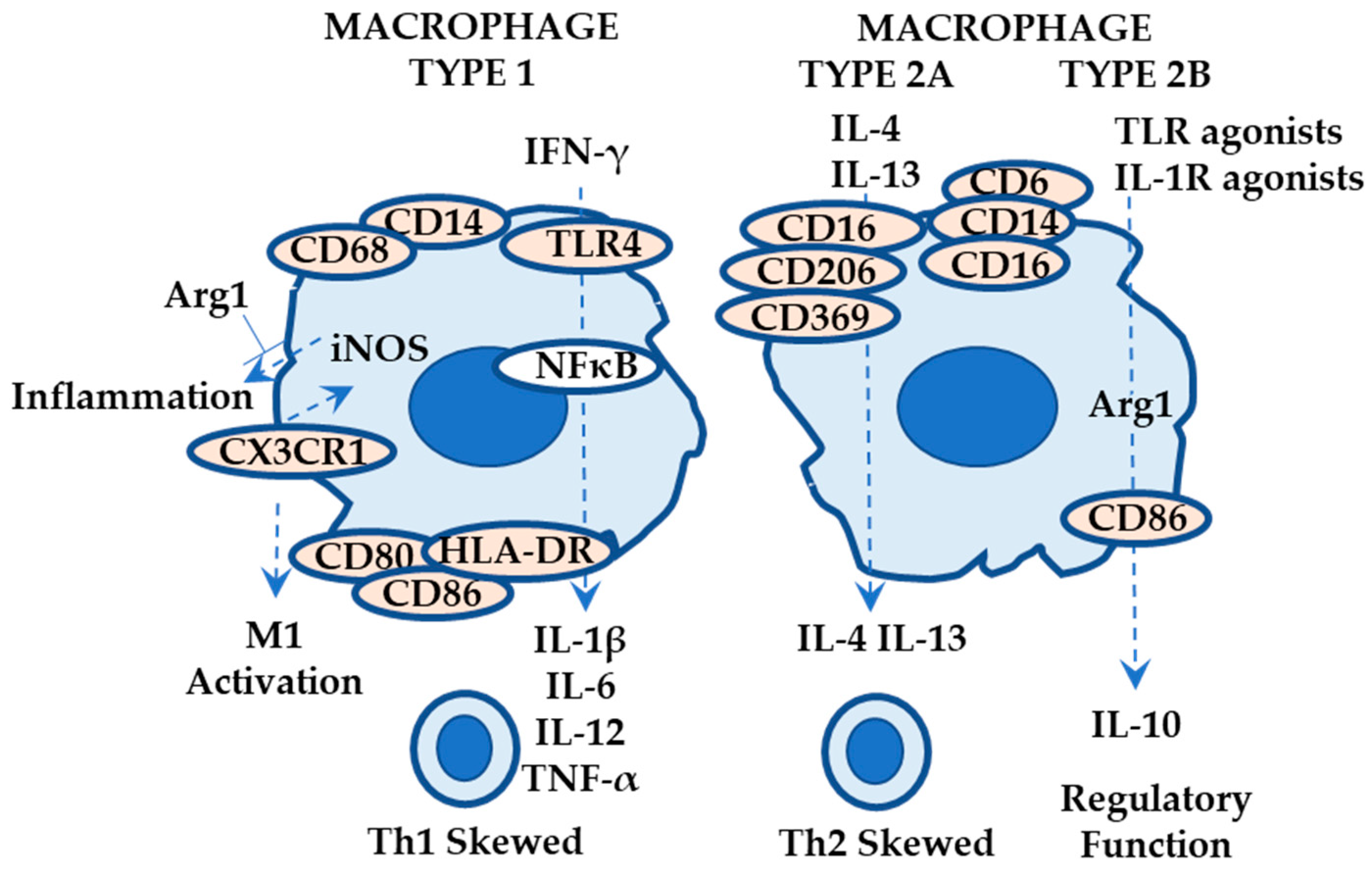 Ijms 24 12975 g004