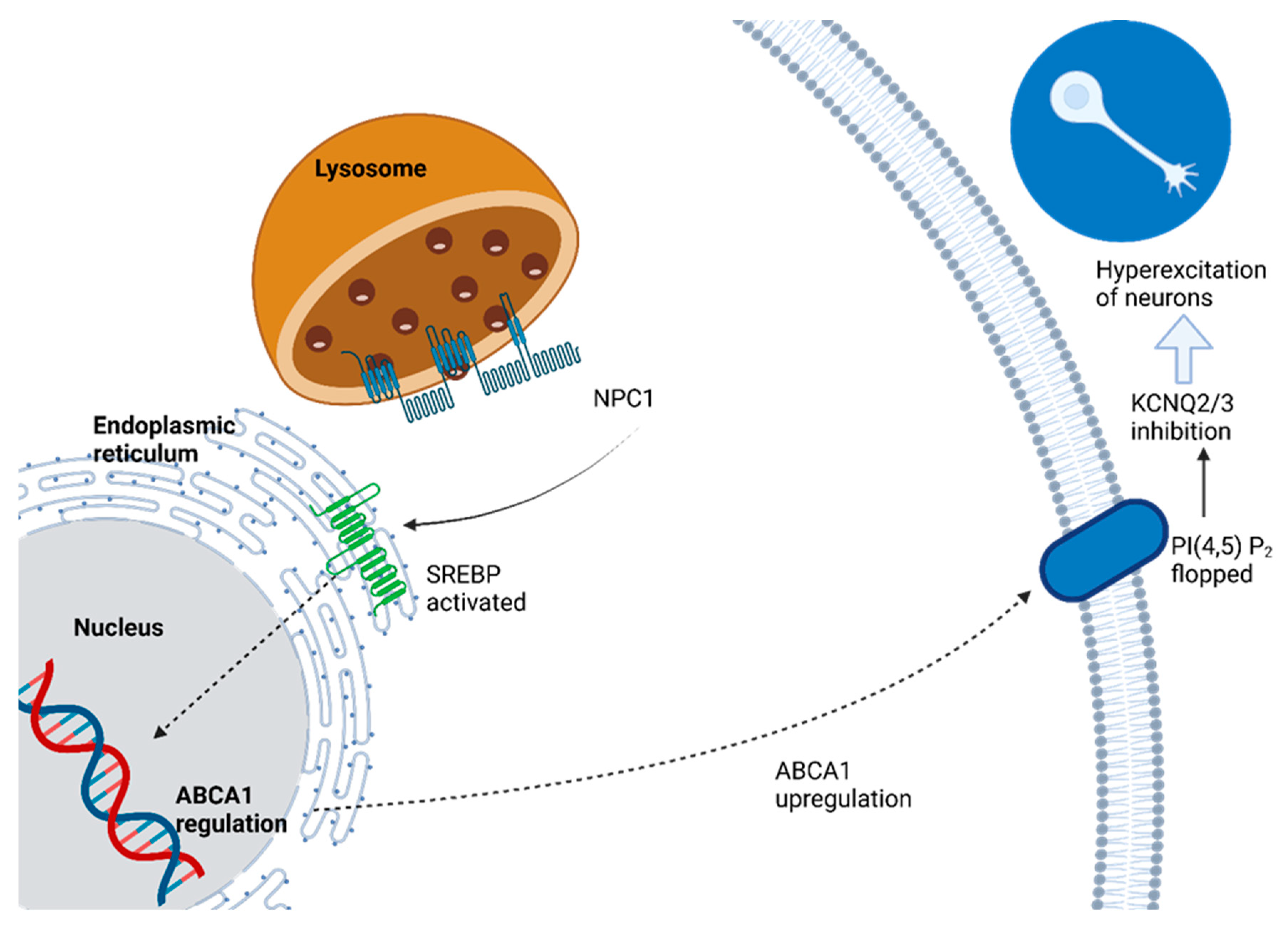 Presynaptic Dysfunction in Neurons Derived from Tay–Sachs iPSCs