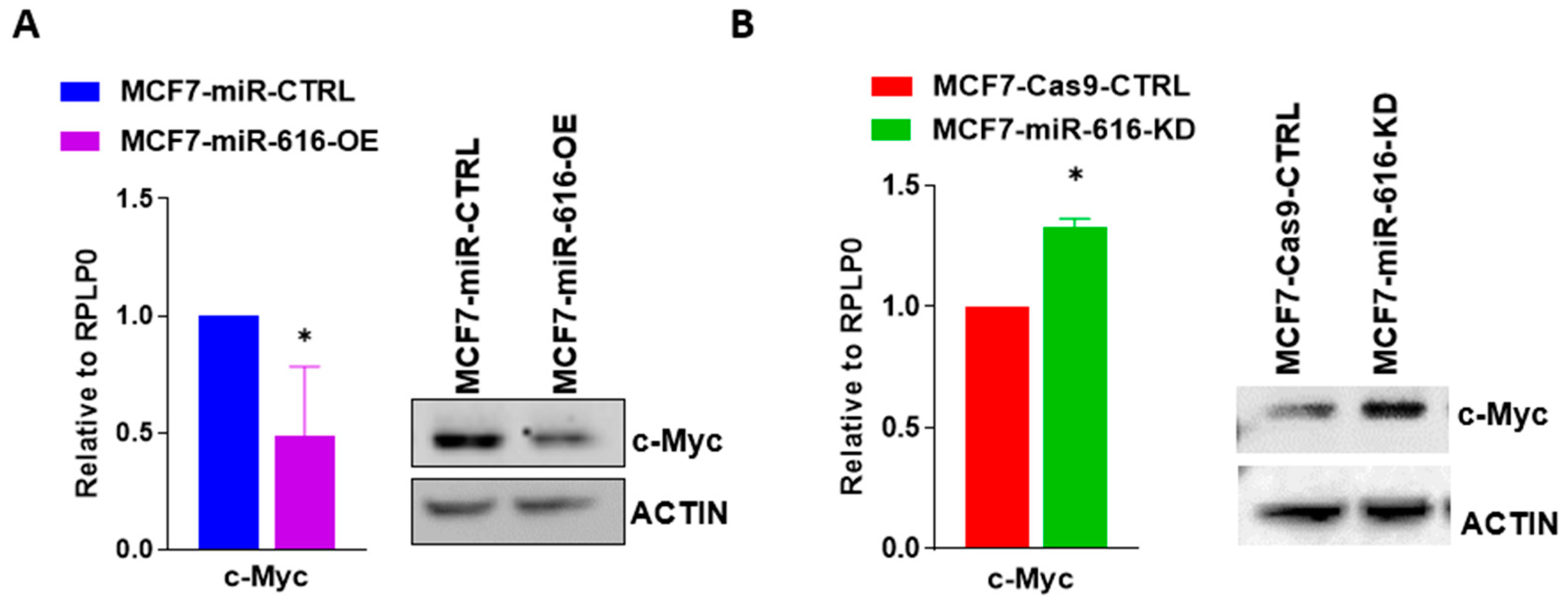 Ijms 24 13034 g006 Ijms 24 13034 g006
