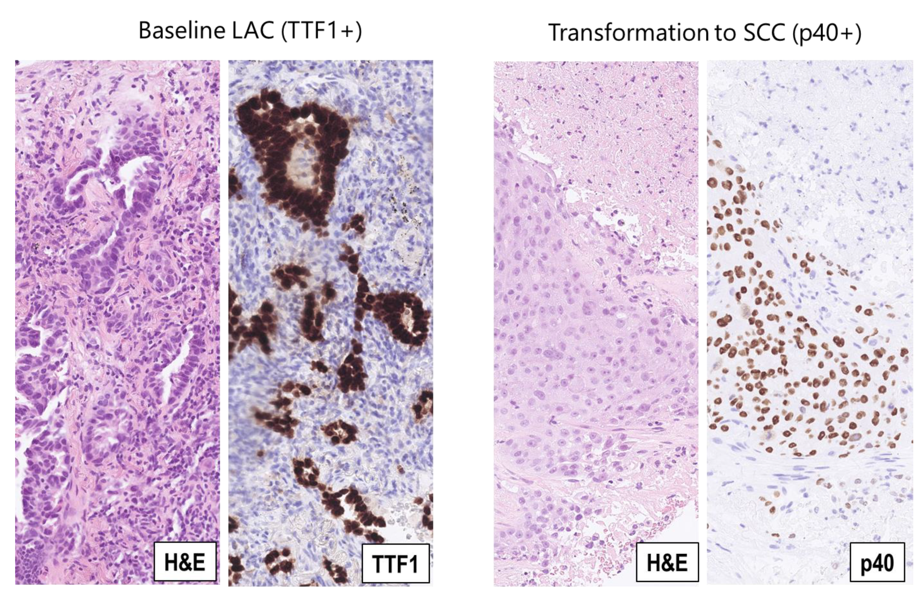 Ijms 24 13077 g003 Ijms 24 13077 g003