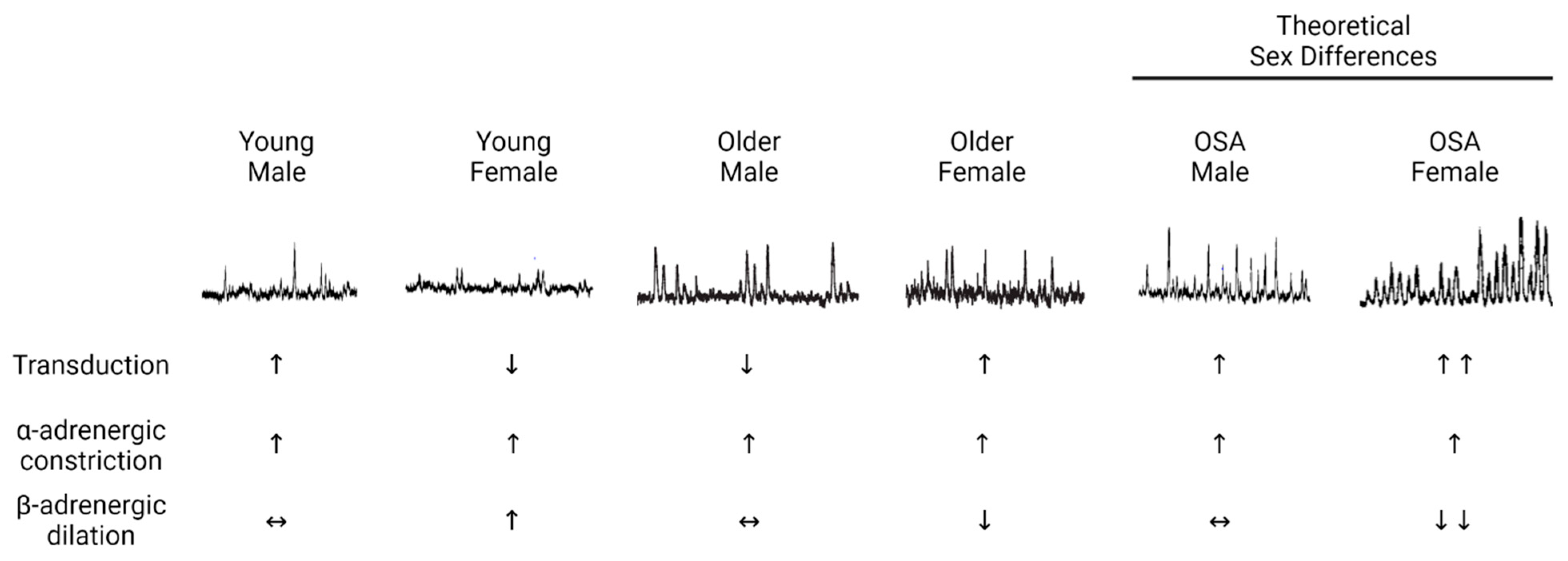 IJMS | Free Full-Text | Sex Differences in Neurovascular Control:  Implications for Obstructive Sleep Apnea