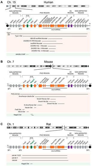 PDF) Hypothalamic loss of Snord116 recapitulates the hyperphagia