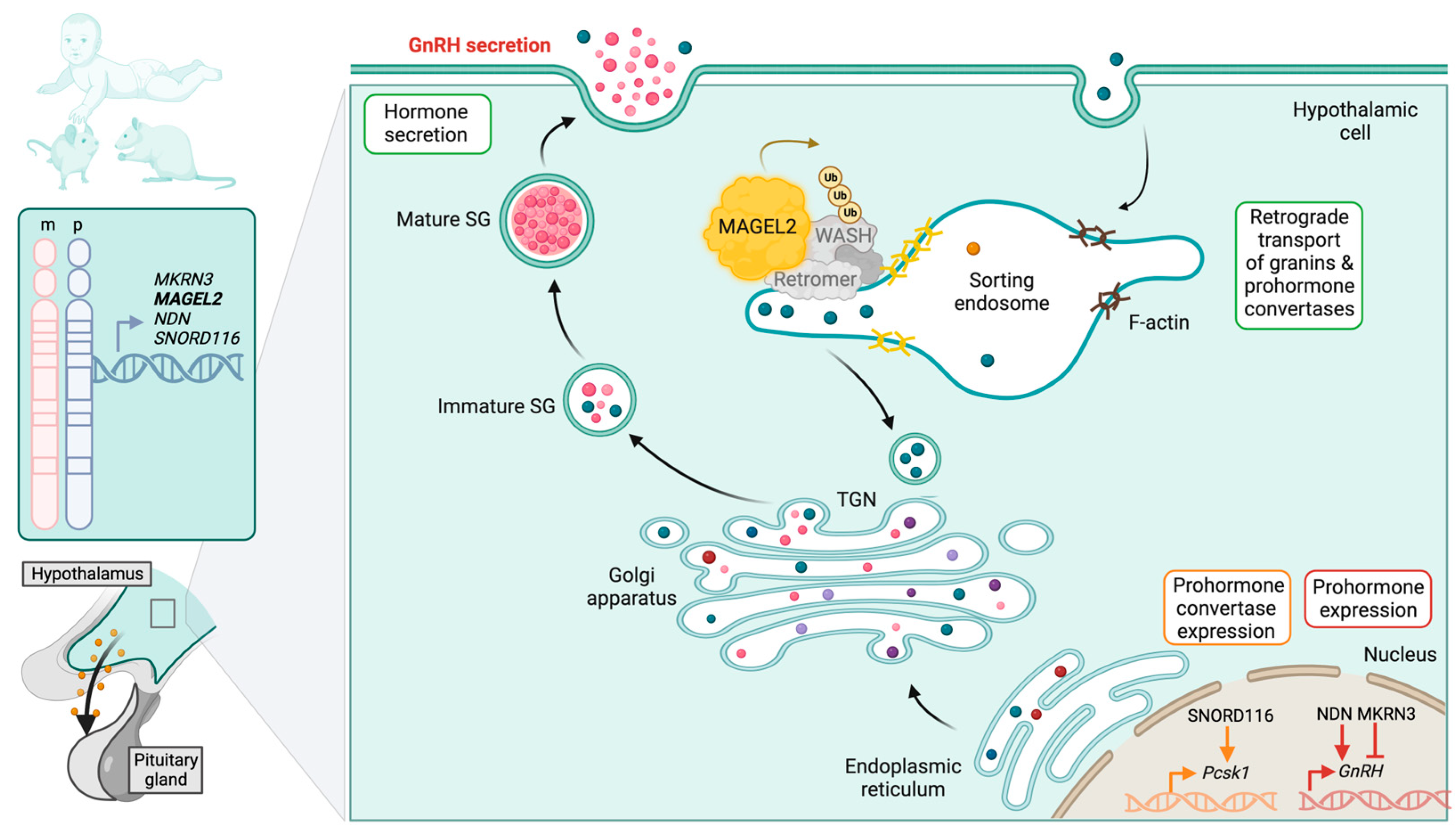 PDF) Hypothalamic loss of Snord116 recapitulates the hyperphagia