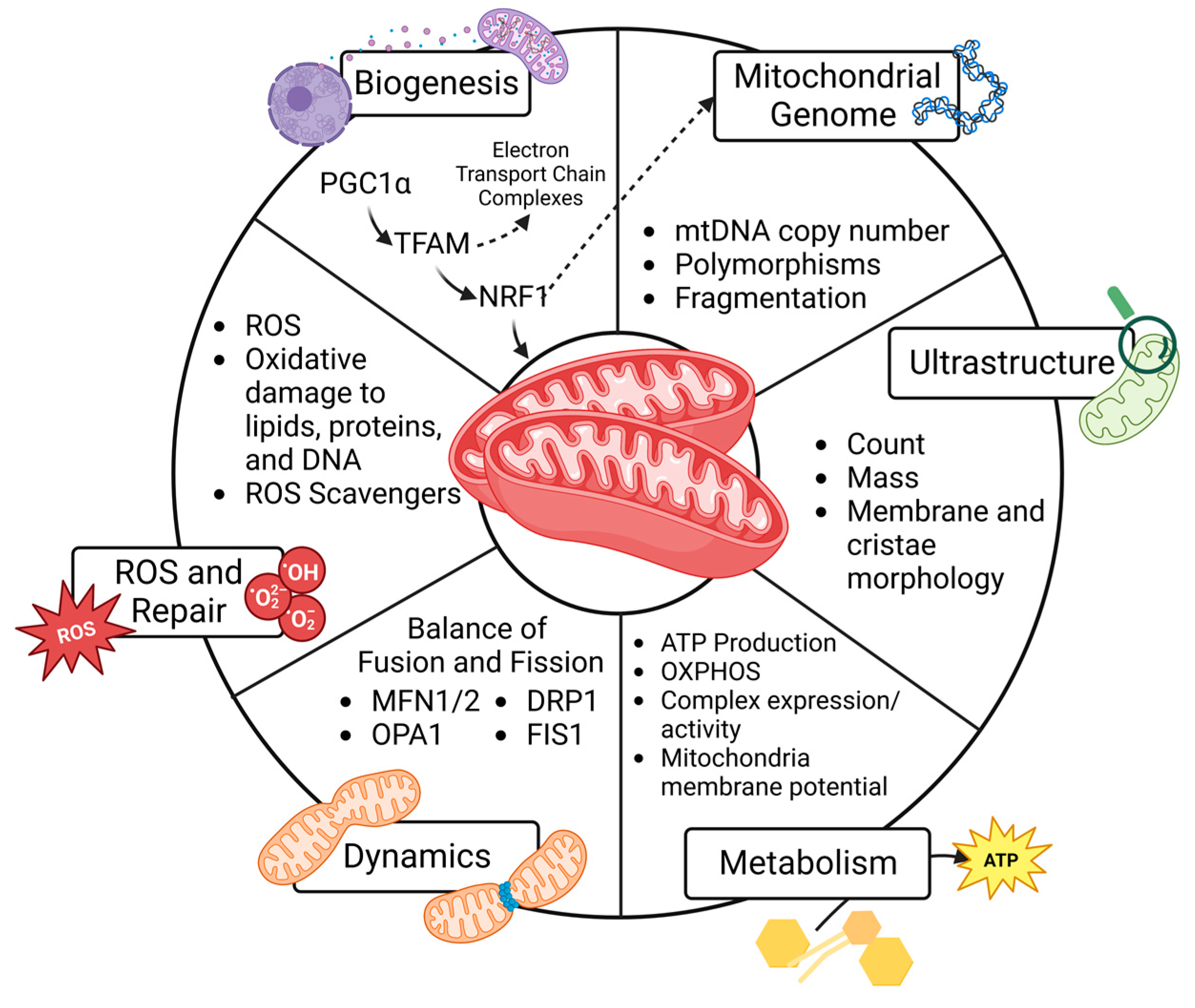 IJMS | Free Full-Text | Mitochondrial Dysfunction in PCOS