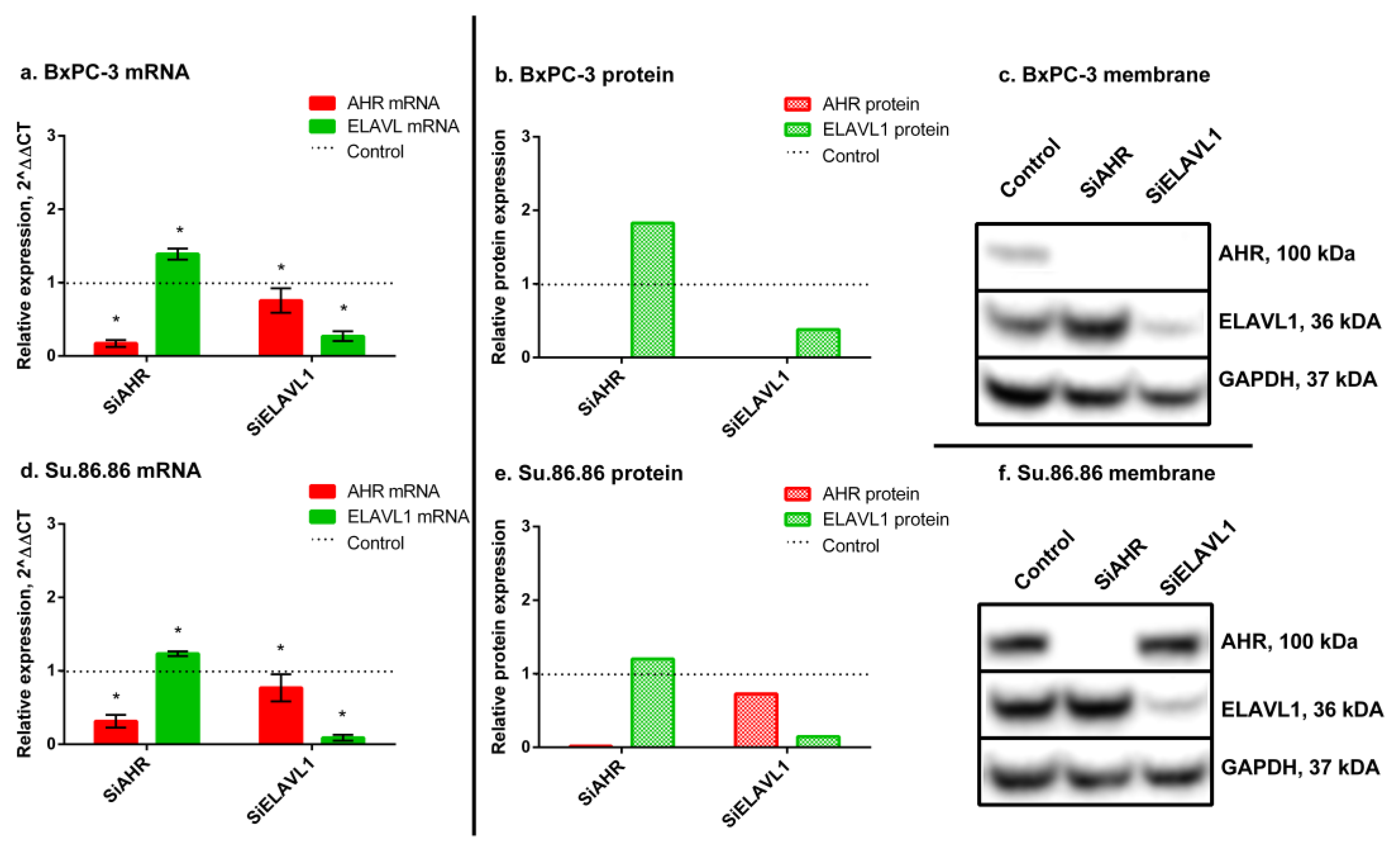 Ijms 24 13155 g001 Ijms 24 13155 g001