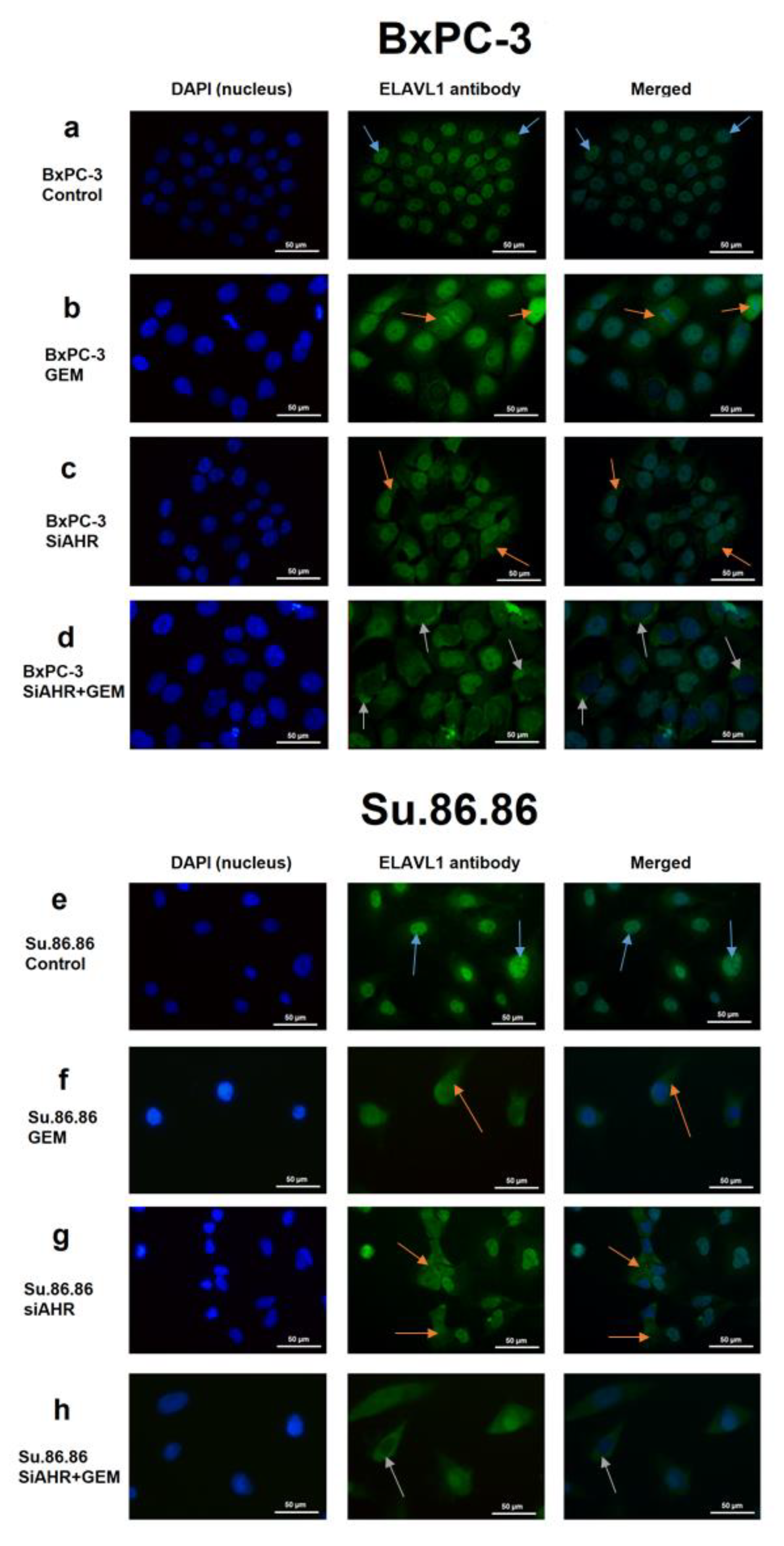 Ijms 24 13155 g005 Ijms 24 13155 g005
