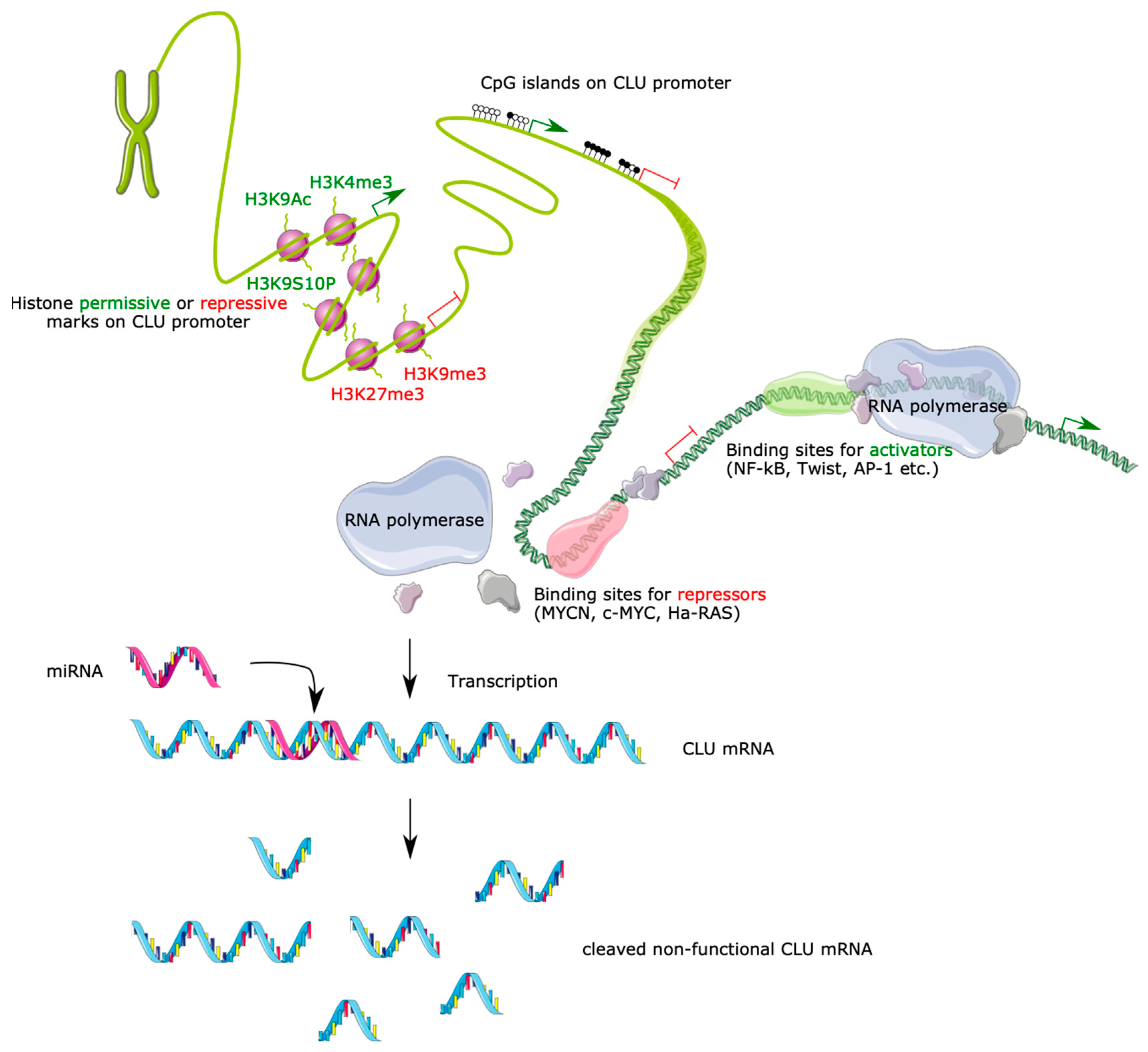 IJMS | Free Full-Text | The Ins and Outs of Clusterin: Its Role in ...