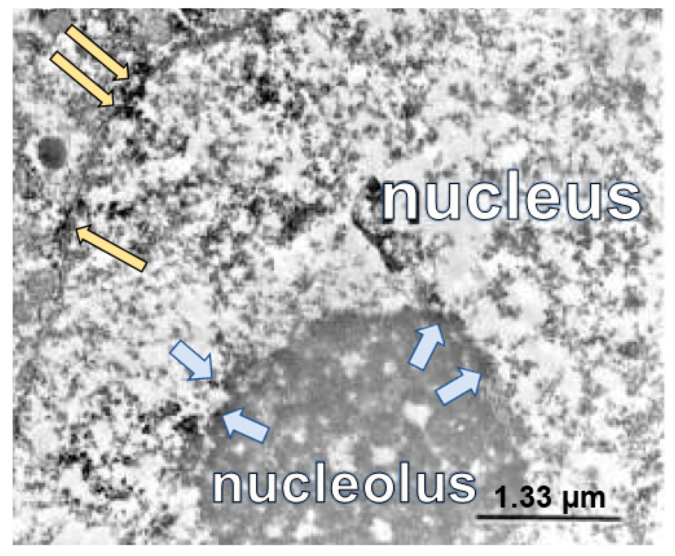 Ijms 24 13196 g002 Ijms 24 13196 g002