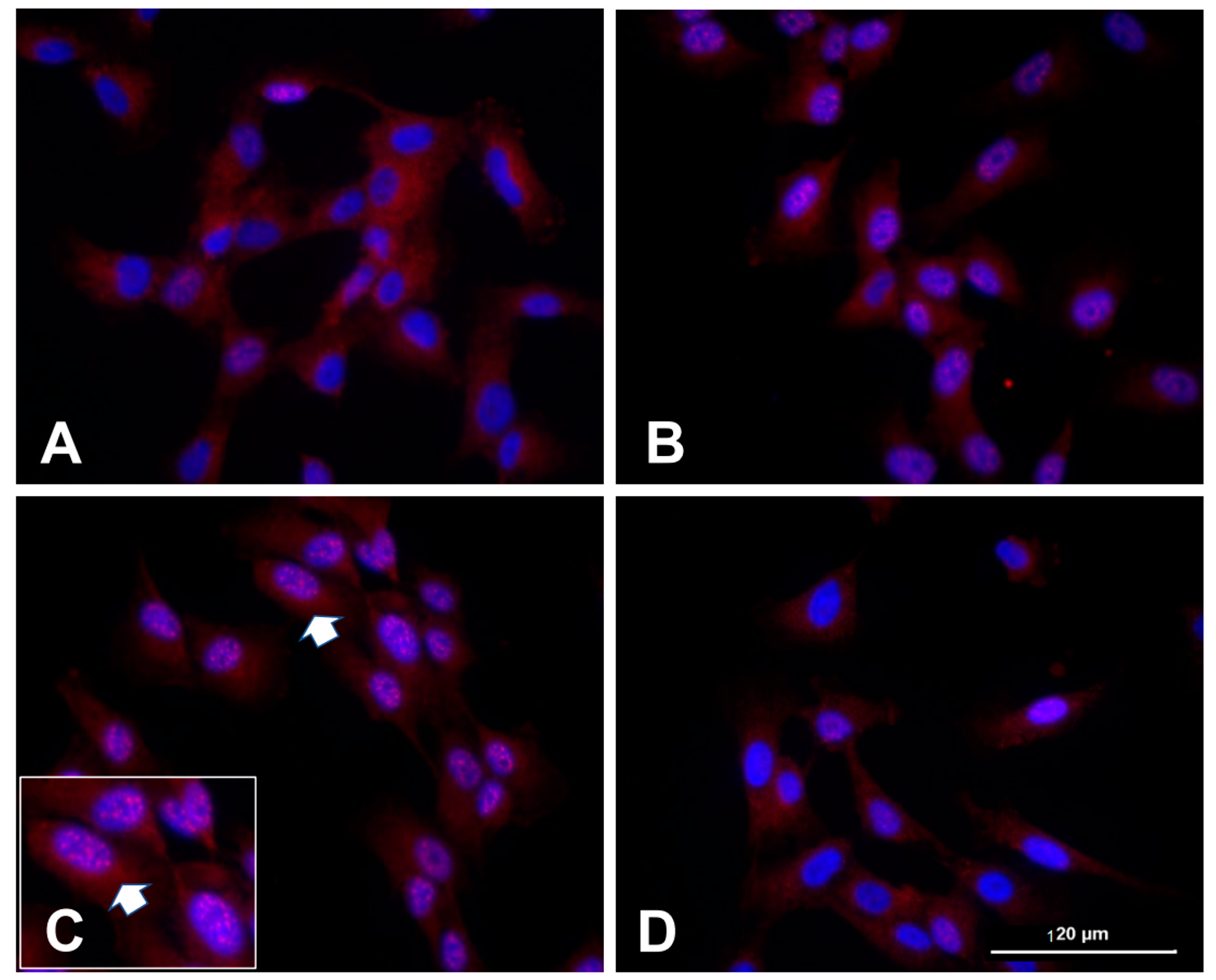 Ijms 24 13196 g003 Ijms 24 13196 g003