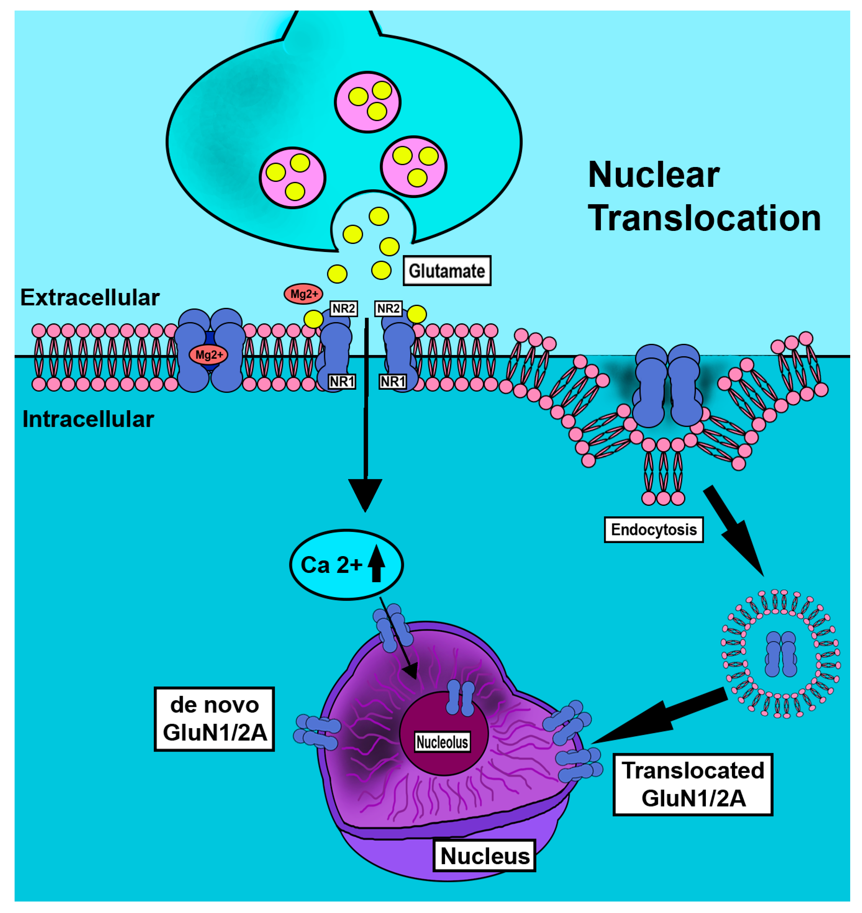 Ijms 24 13196 g004 Ijms 24 13196 g004